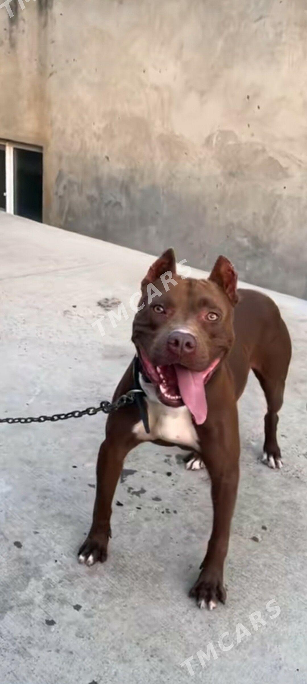 pitbul - Daşoguz - img 2