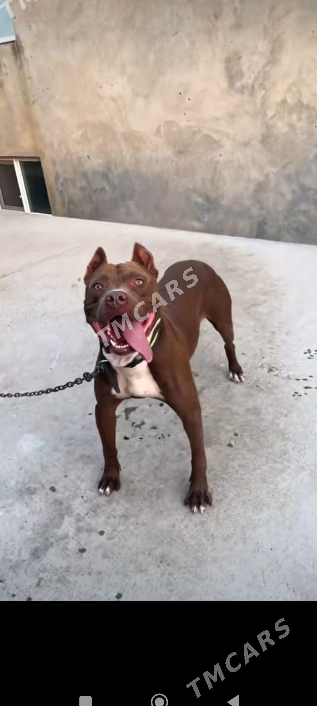 pitbul - Daşoguz - img 3