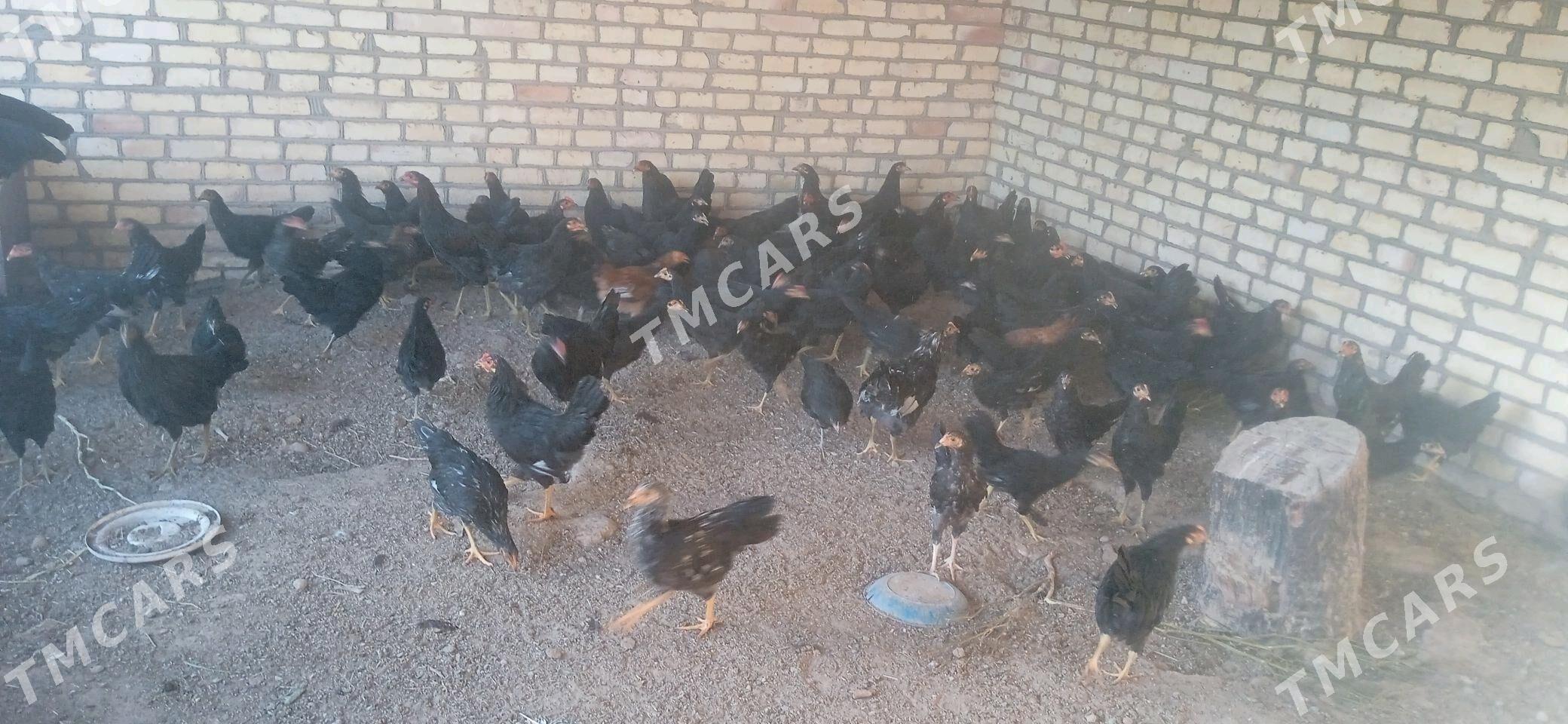 horaz - Sakarçäge - img 4