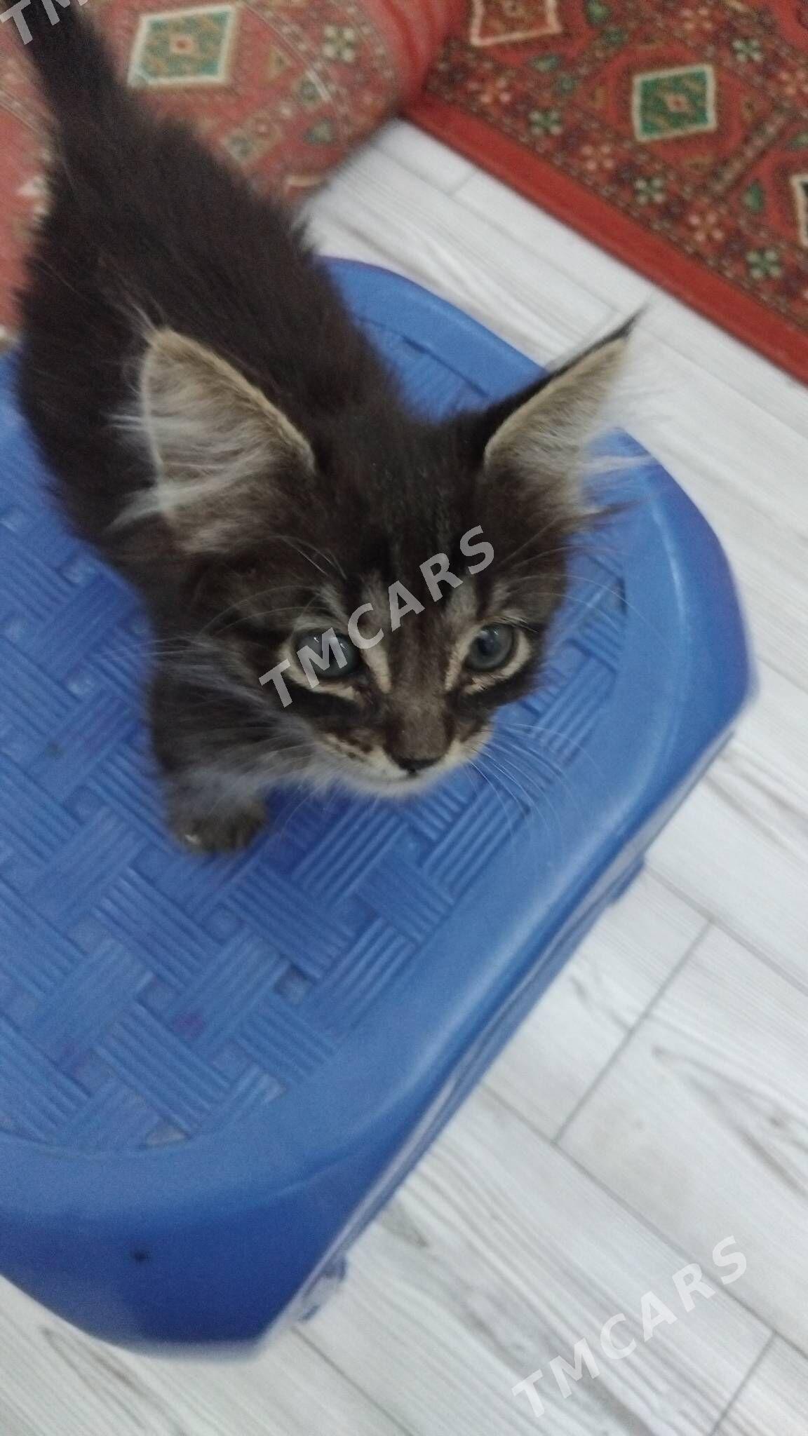 котенок pişik - Çoganly - img 2