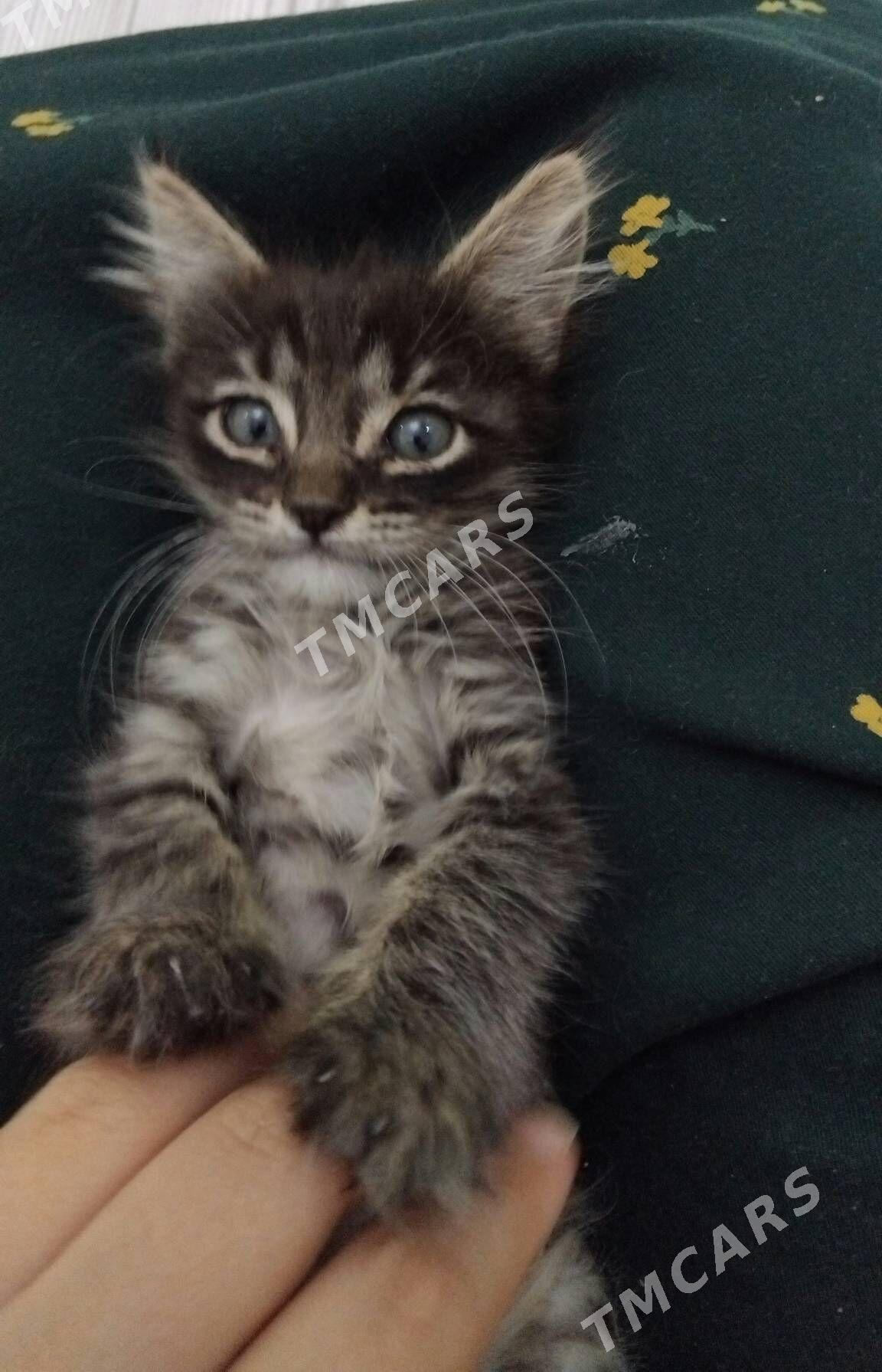 котенок pişik - Çoganly - img 1