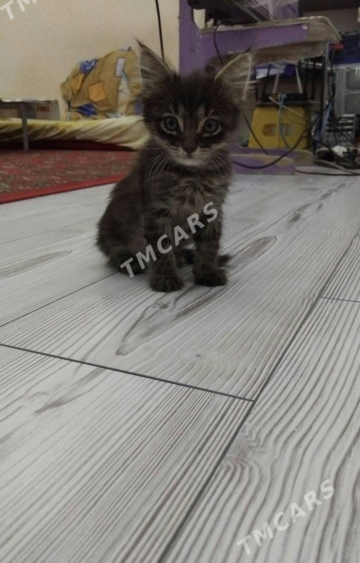 котенок pişik - Çoganly - img 3