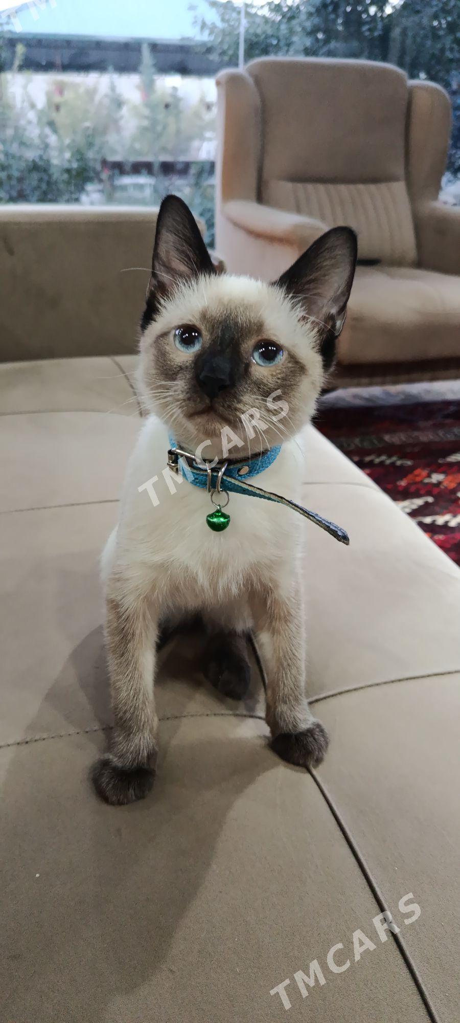 Сиямской породы котёнок - Дашогуз - img 4