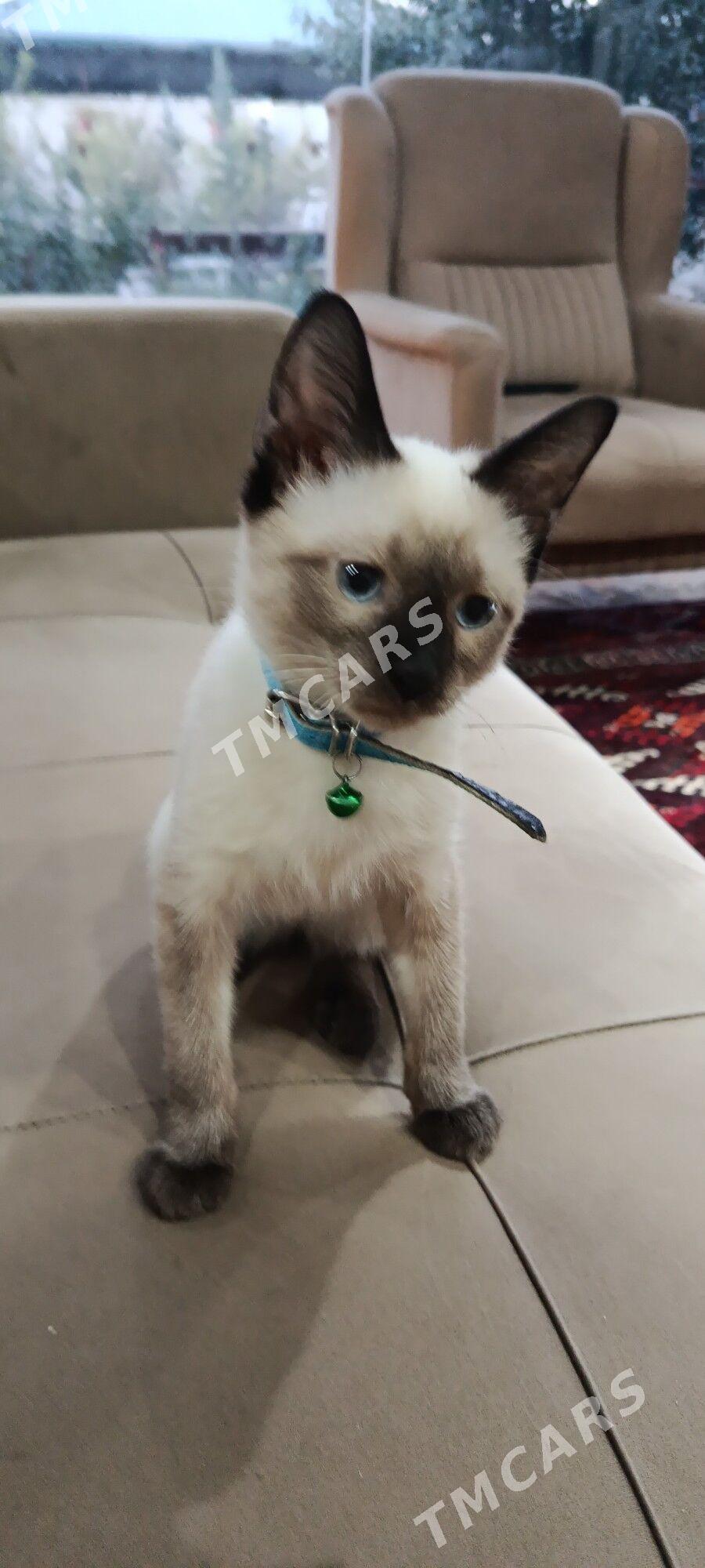 Сиямской породы котёнок - Дашогуз - img 3