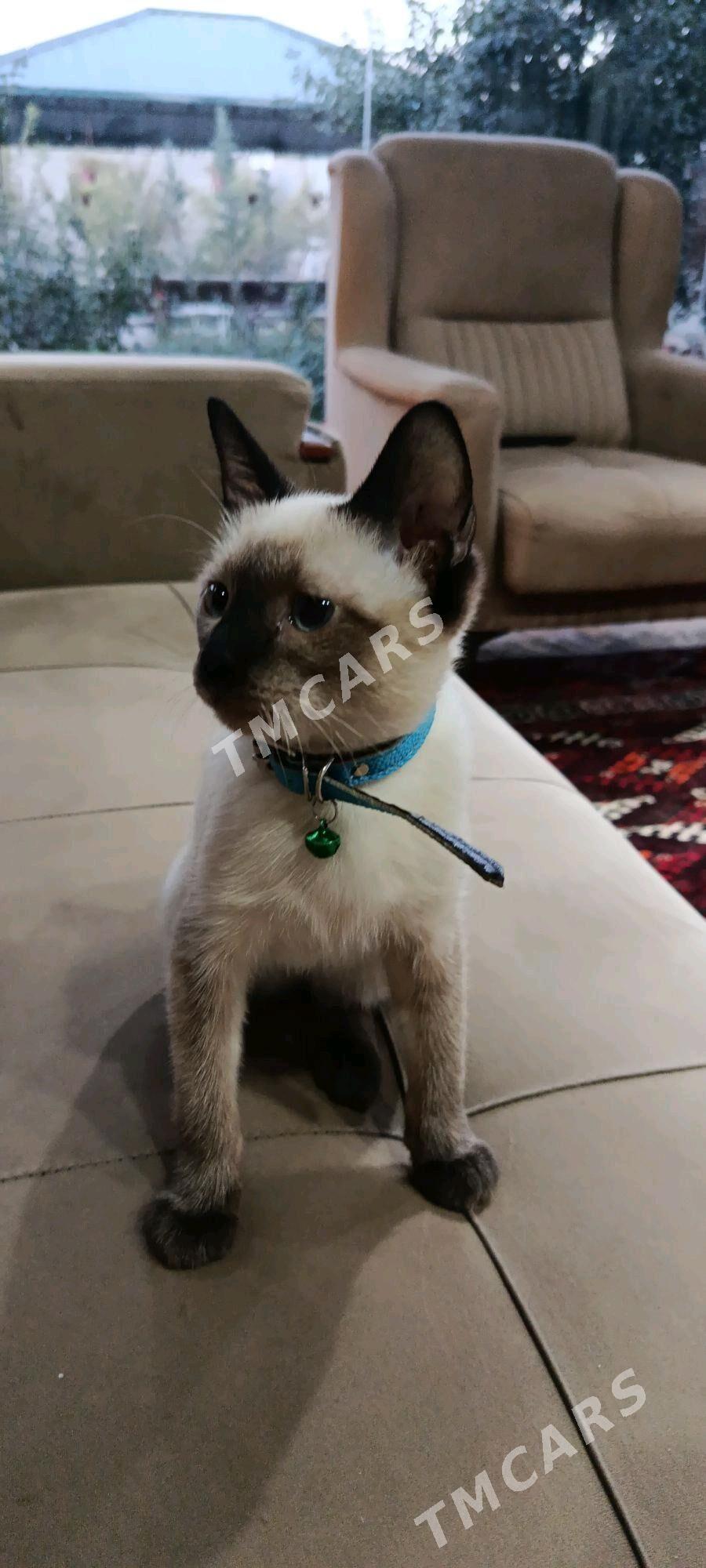 Сиямской породы котёнок - Дашогуз - img 5