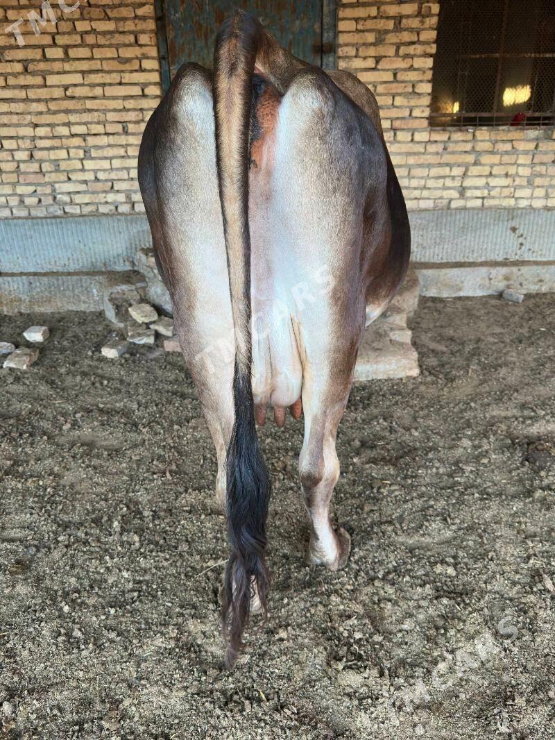 Arassa swet sygyr - Türkmenabat - img 5