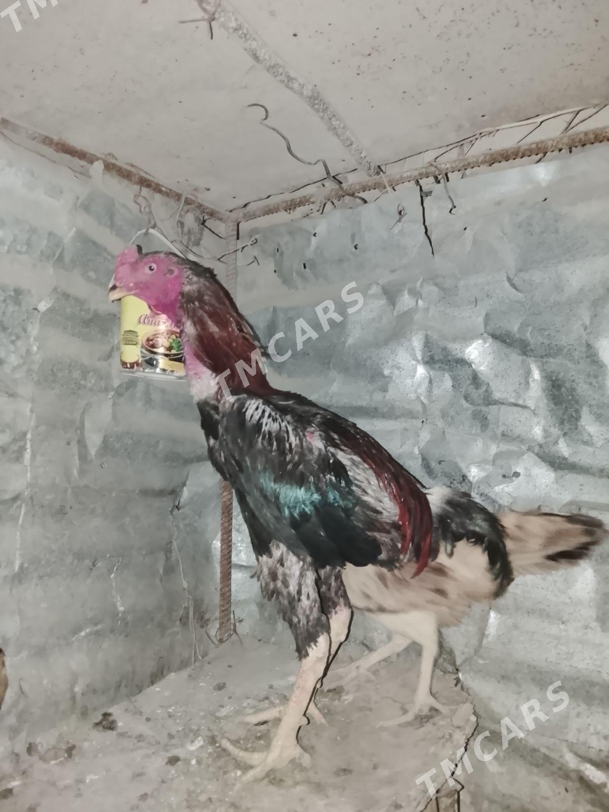 Baysow horaz - Türkmenabat - img 2