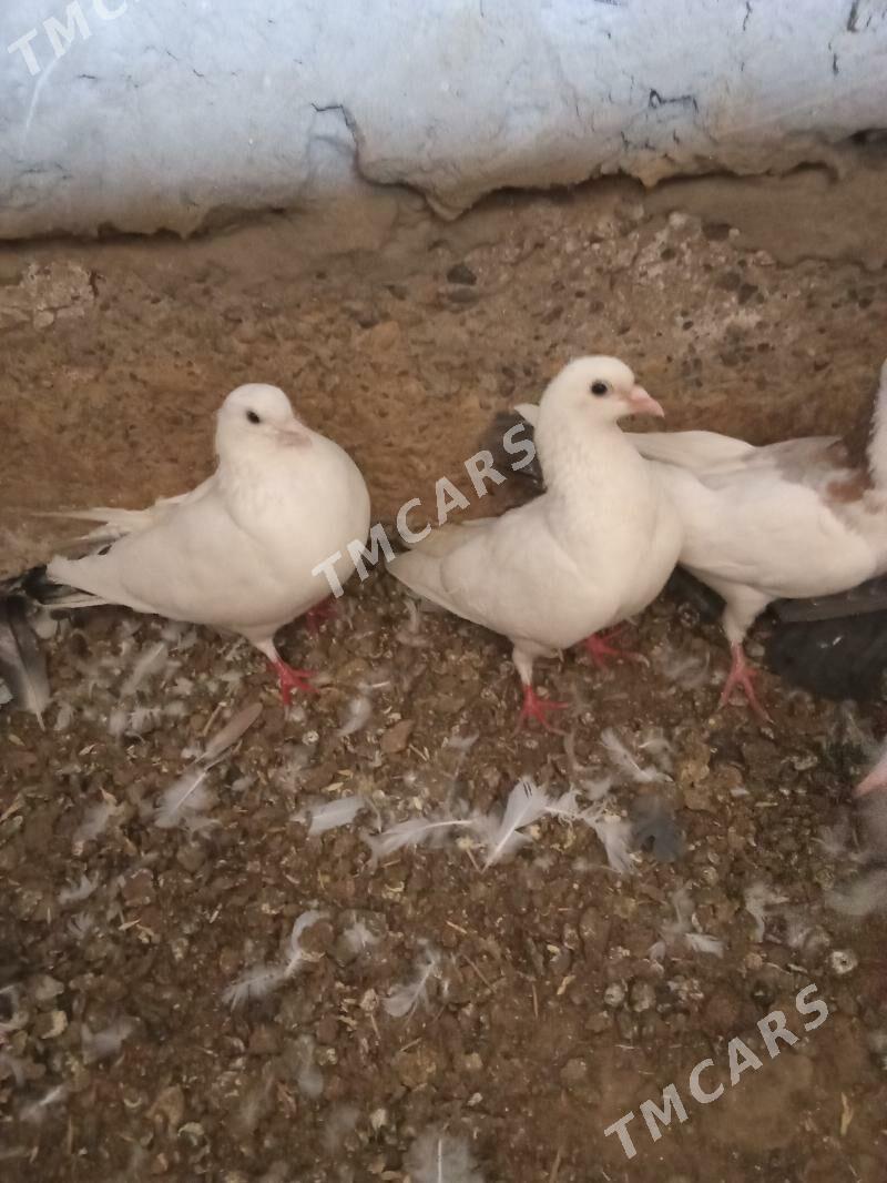 Kepderi - Mary - img 2