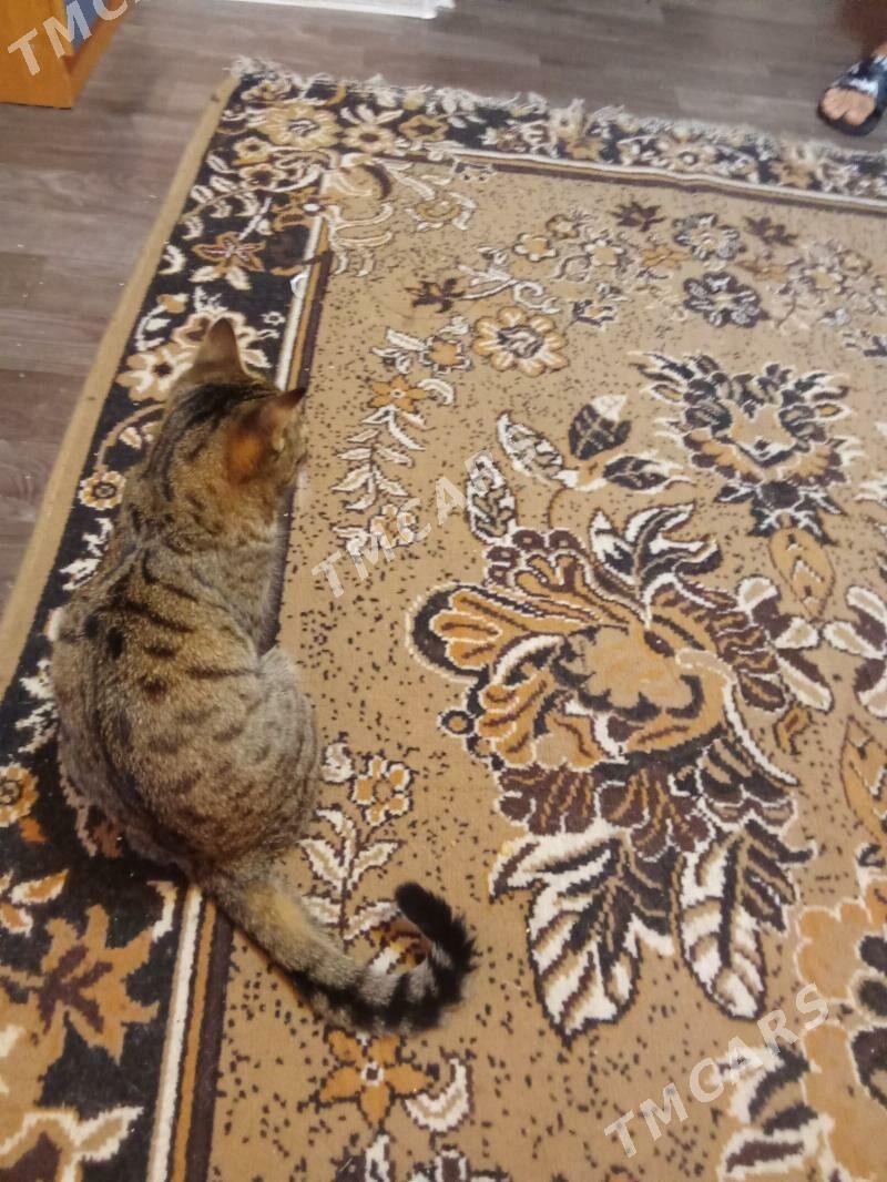 котята - Aşgabat - img 6