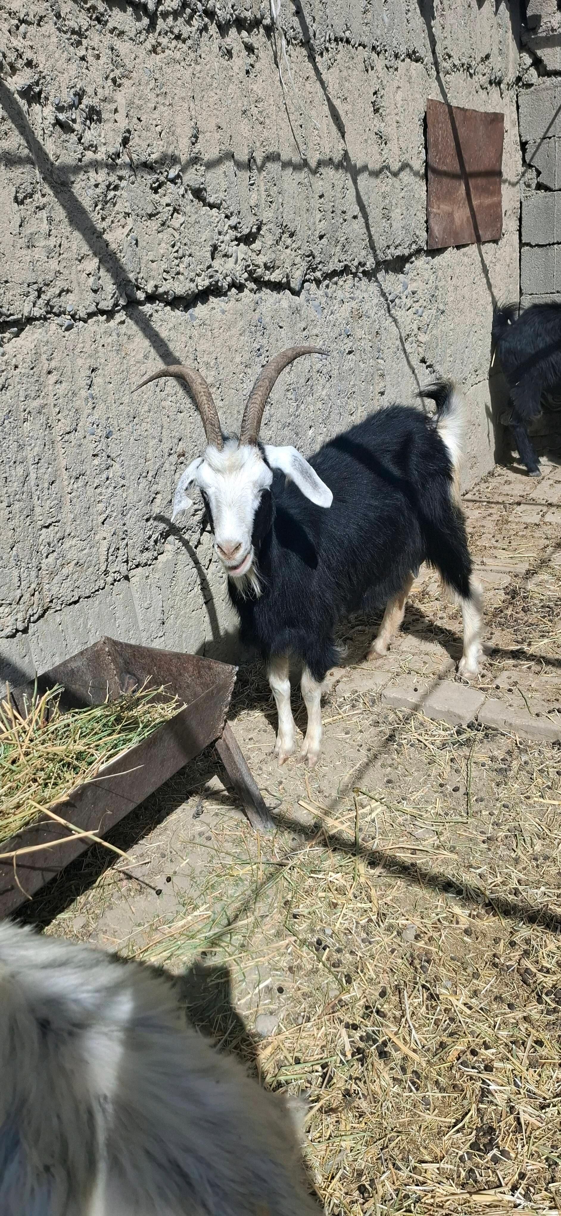 GECI - Gökdepe - img 3