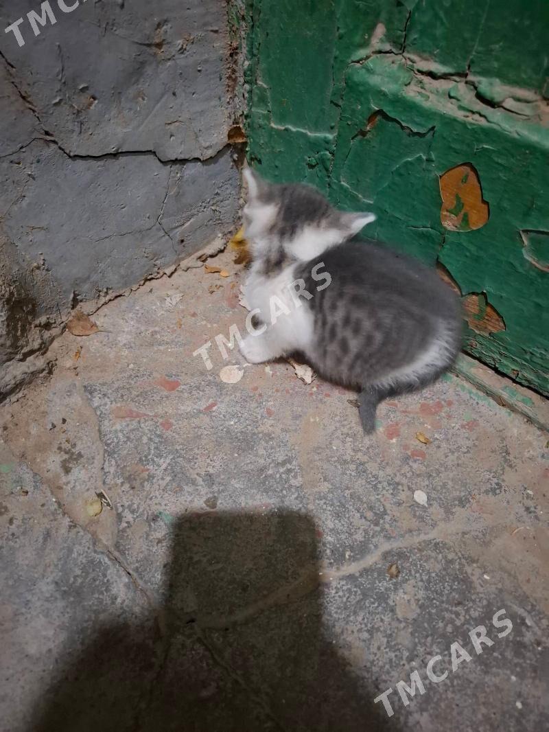 pishik - Aşgabat - img 2