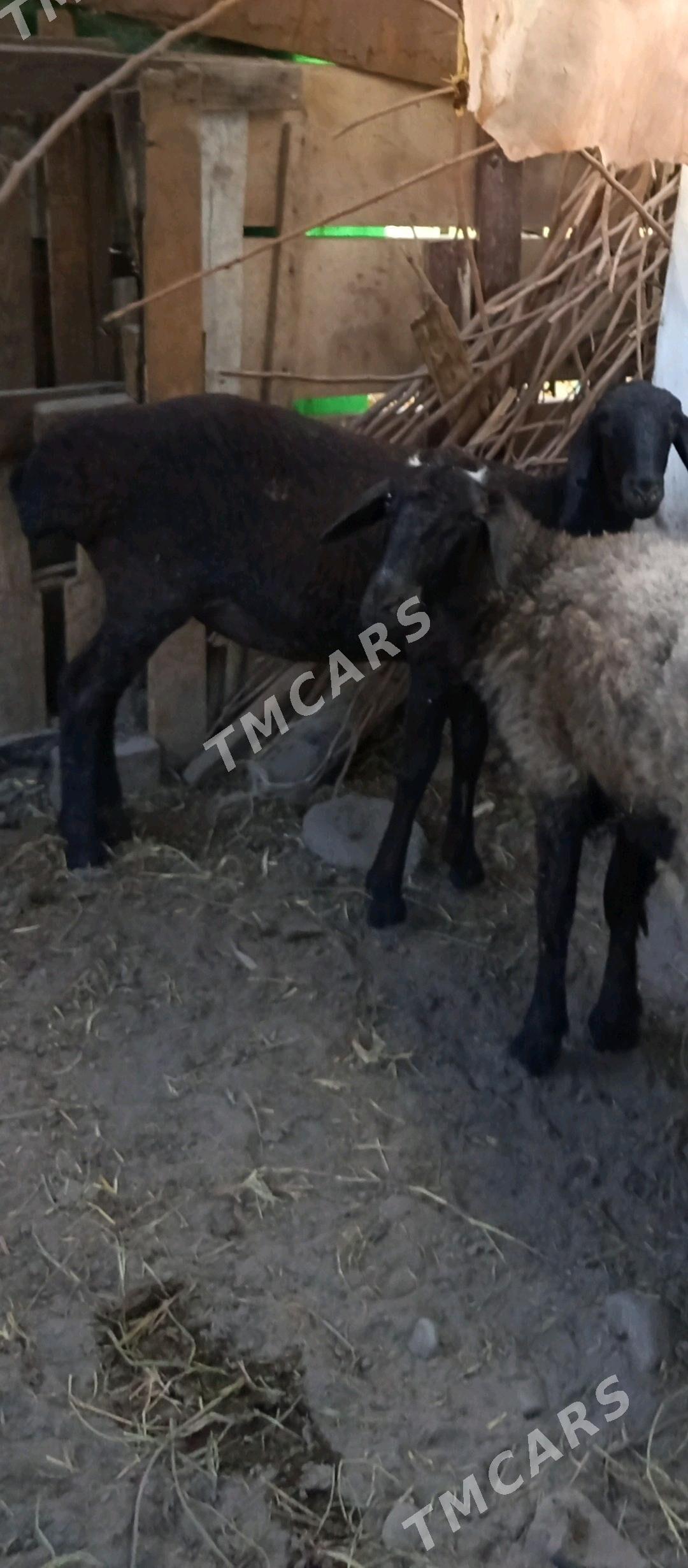 BAKYLAN İŞŞEK. - Täze zaman - img 3