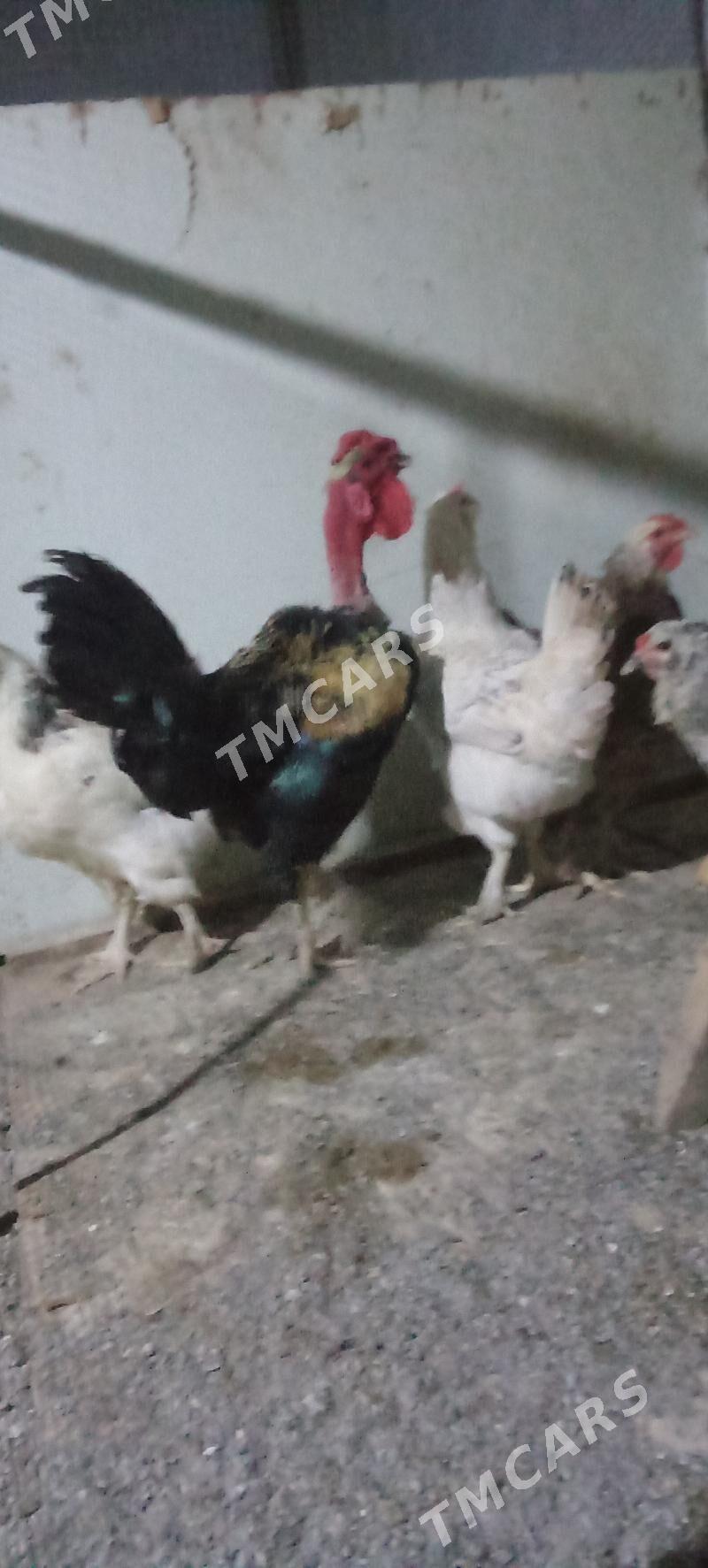 gigat tovuklar - Çärjew - img 2