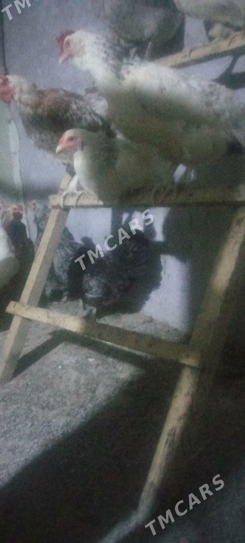 gigat tovuklar - Çärjew - img 6