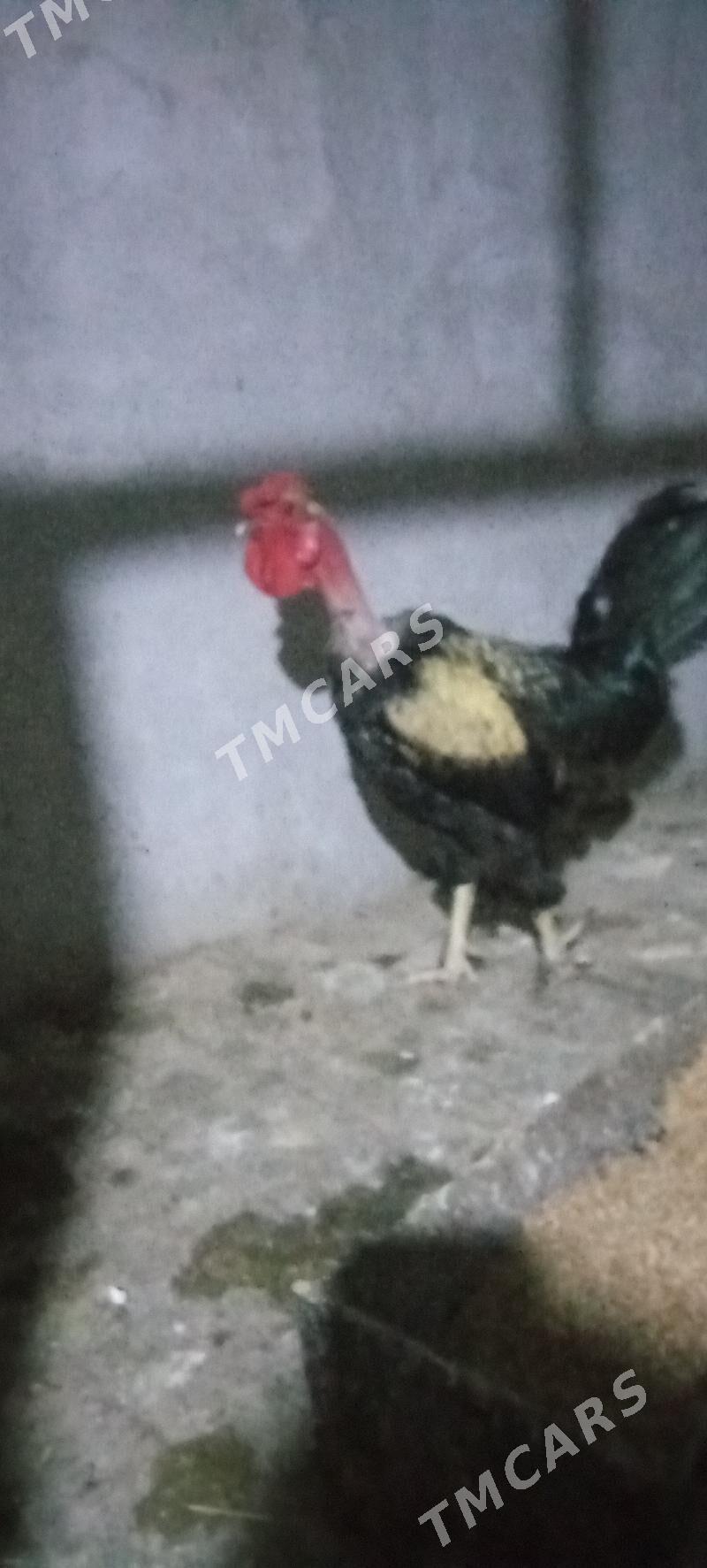 gigat tovuklar - Çärjew - img 10