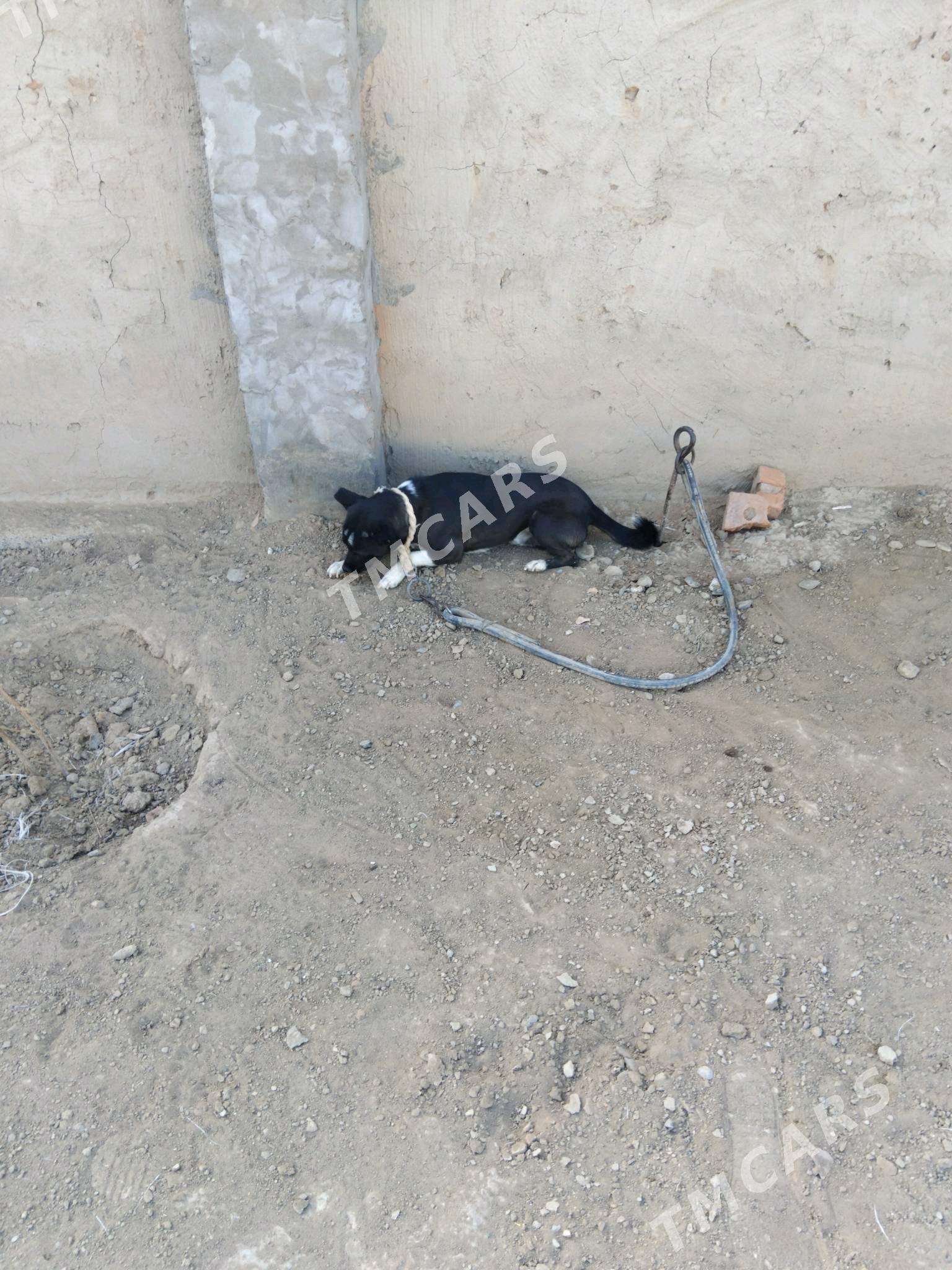 GÜJÜK ÇAGA 1 ỲAŞ - Baýramaly - img 2