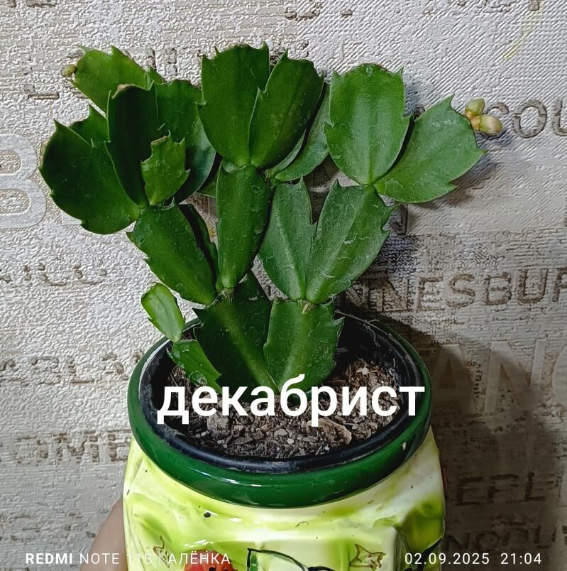 Кливия,Спатифиллум,бамбук - Howdan "W" - img 5
