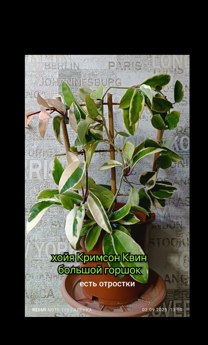 Кливия,Спатифиллум,бамбук - Howdan "W" - img 8