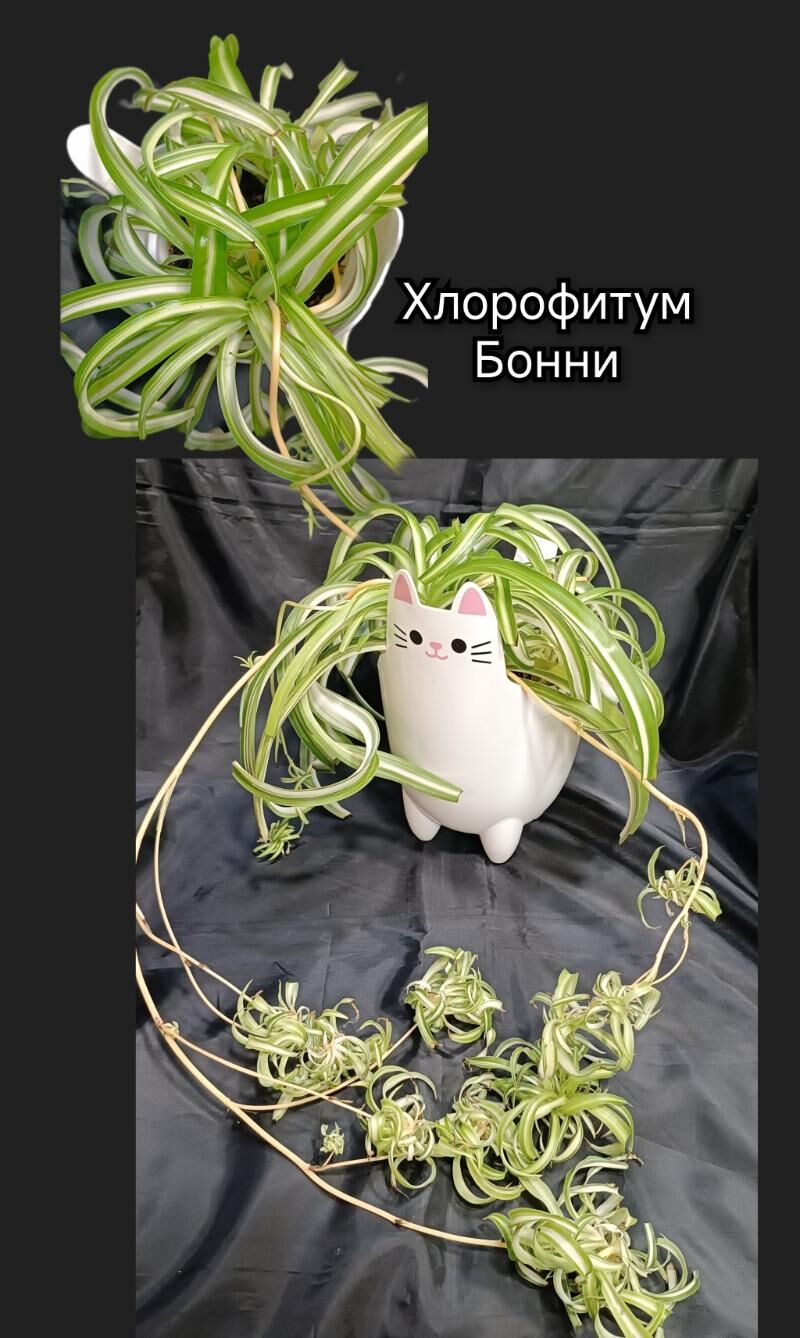 Кливия,Спатифиллум,бамбук - Howdan "W" - img 10
