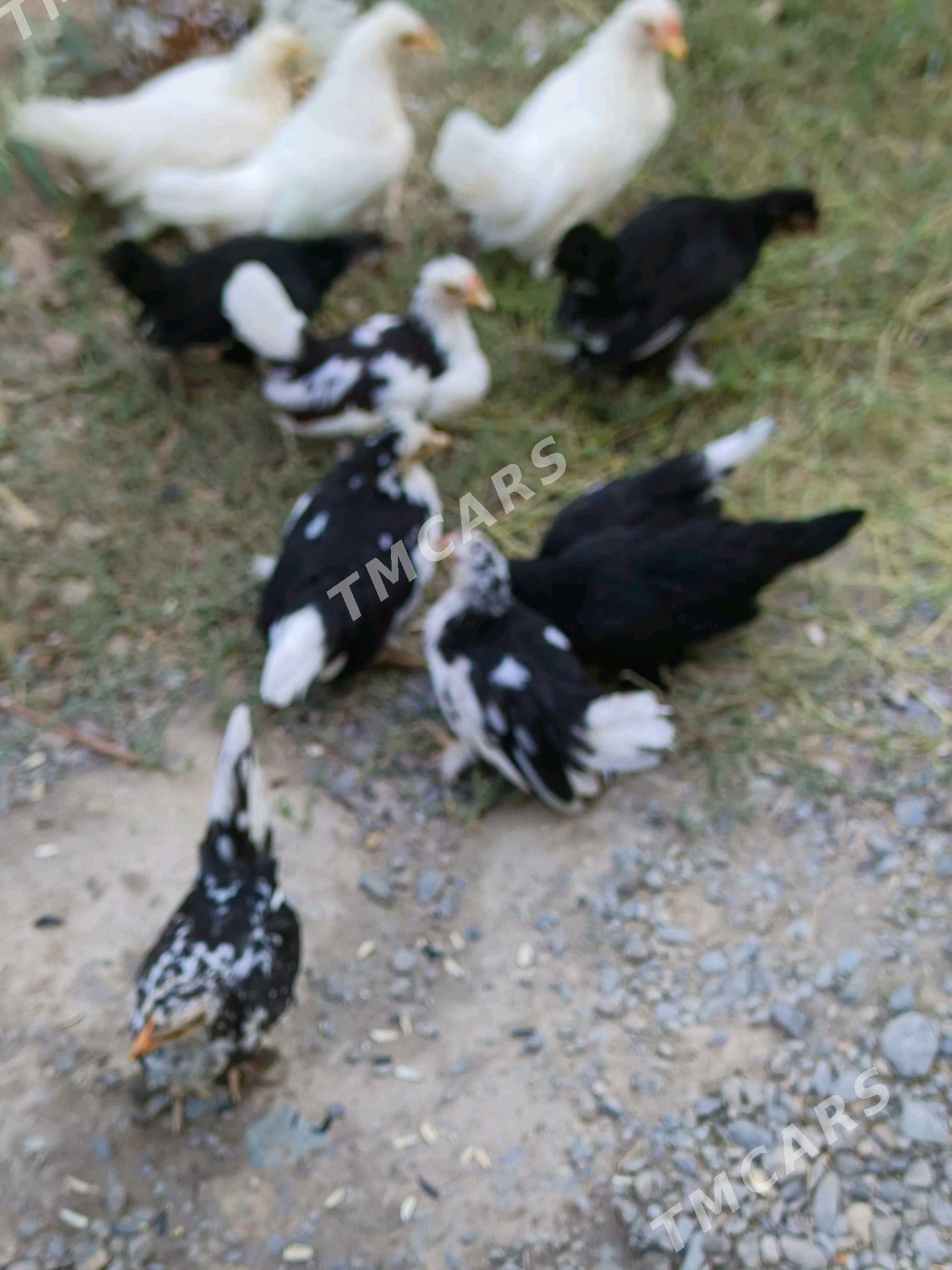 ýaponçik jüje - Türkmenabat - img 4