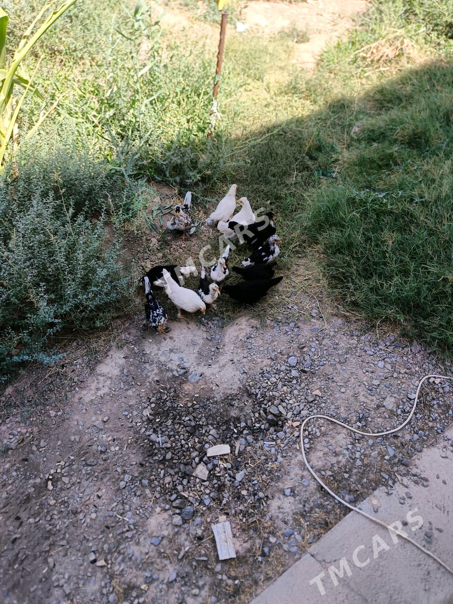 ýaponçik jüje - Türkmenabat - img 2