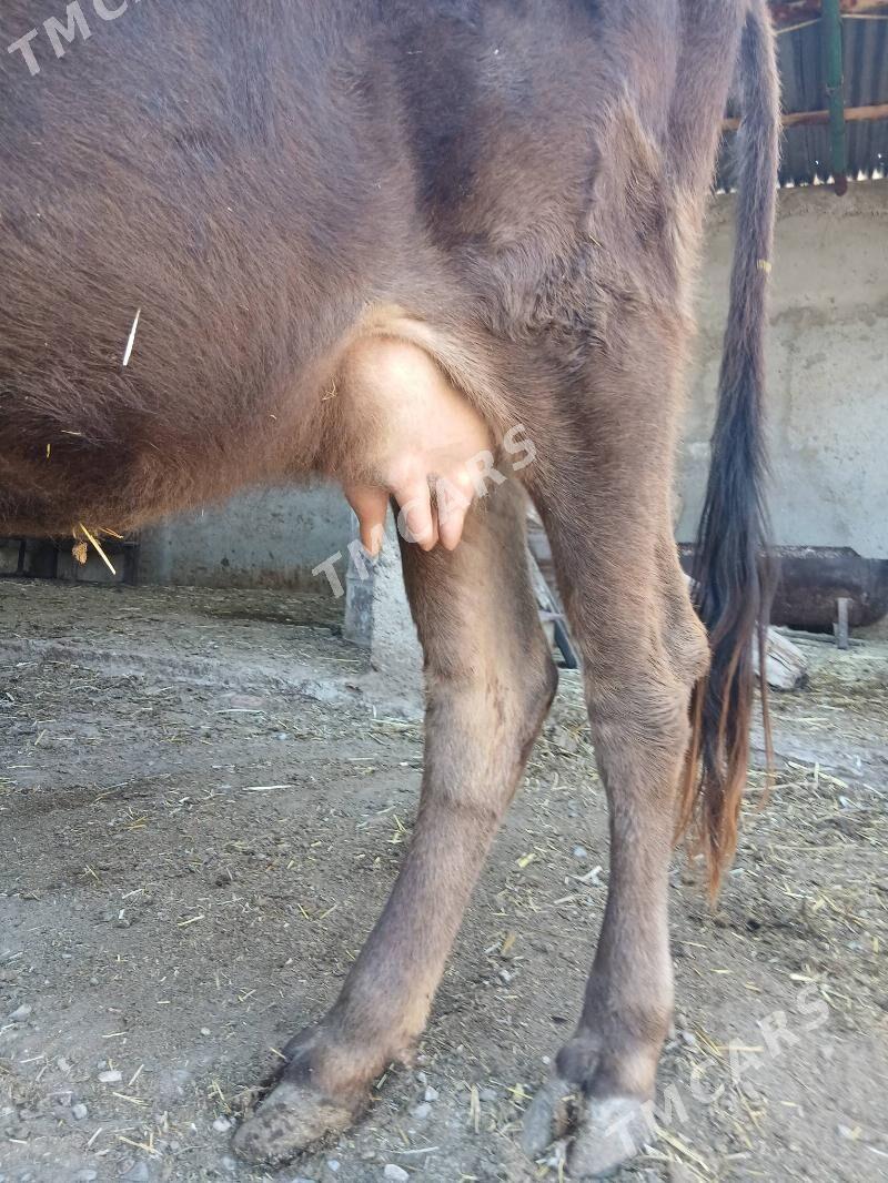 goleli sygyr - Gyzylarbat - img 2