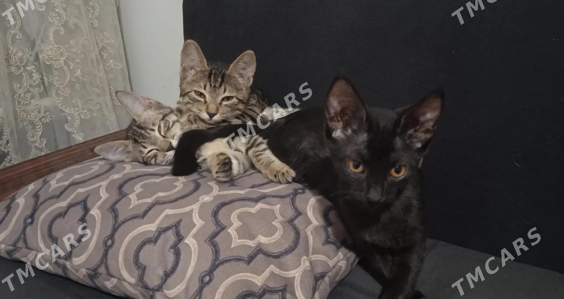 Котенки - Дашогуз - img 2