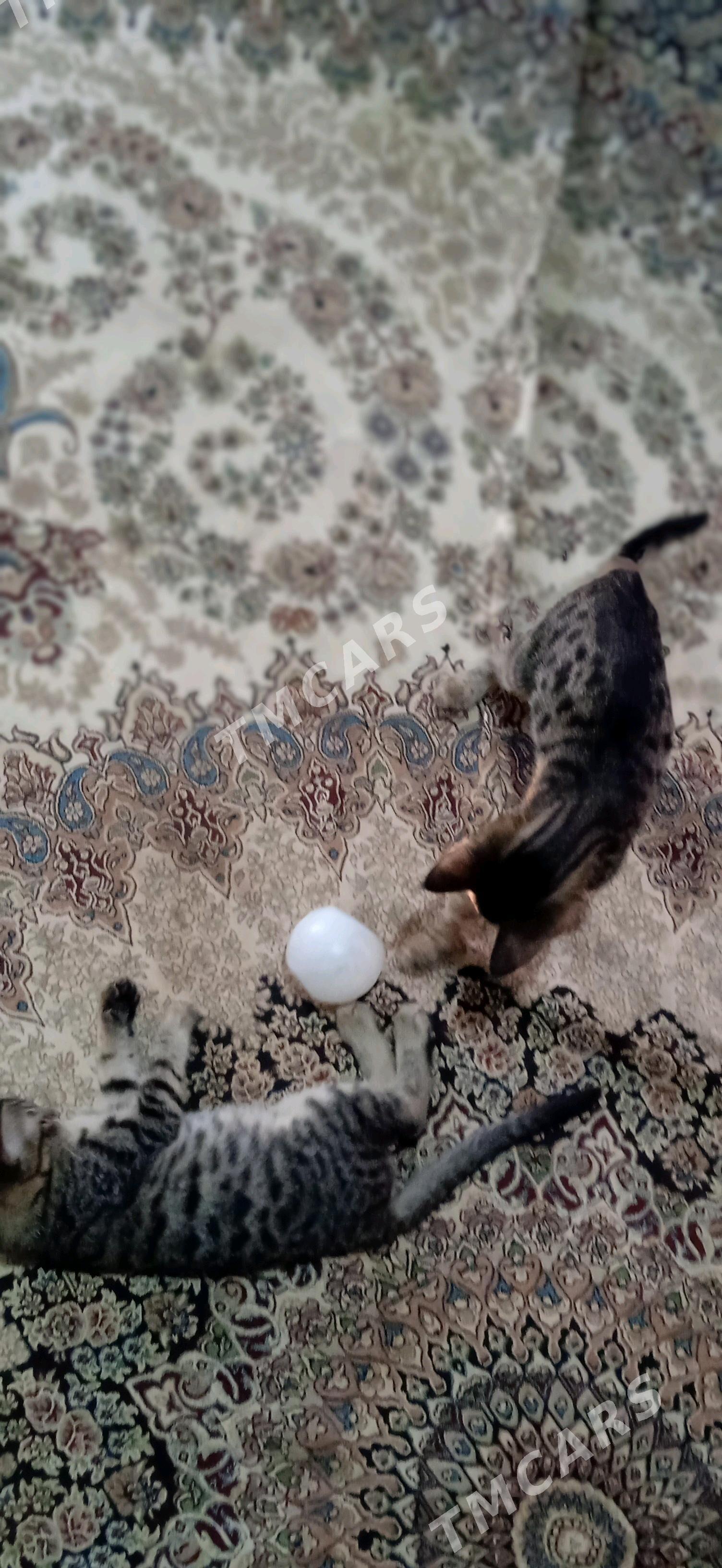 Котенки - Дашогуз - img 3