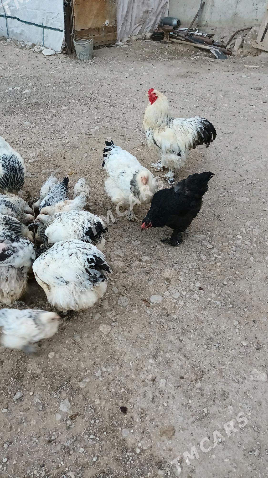 Brama yumurtga - Balkanabat - img 2
