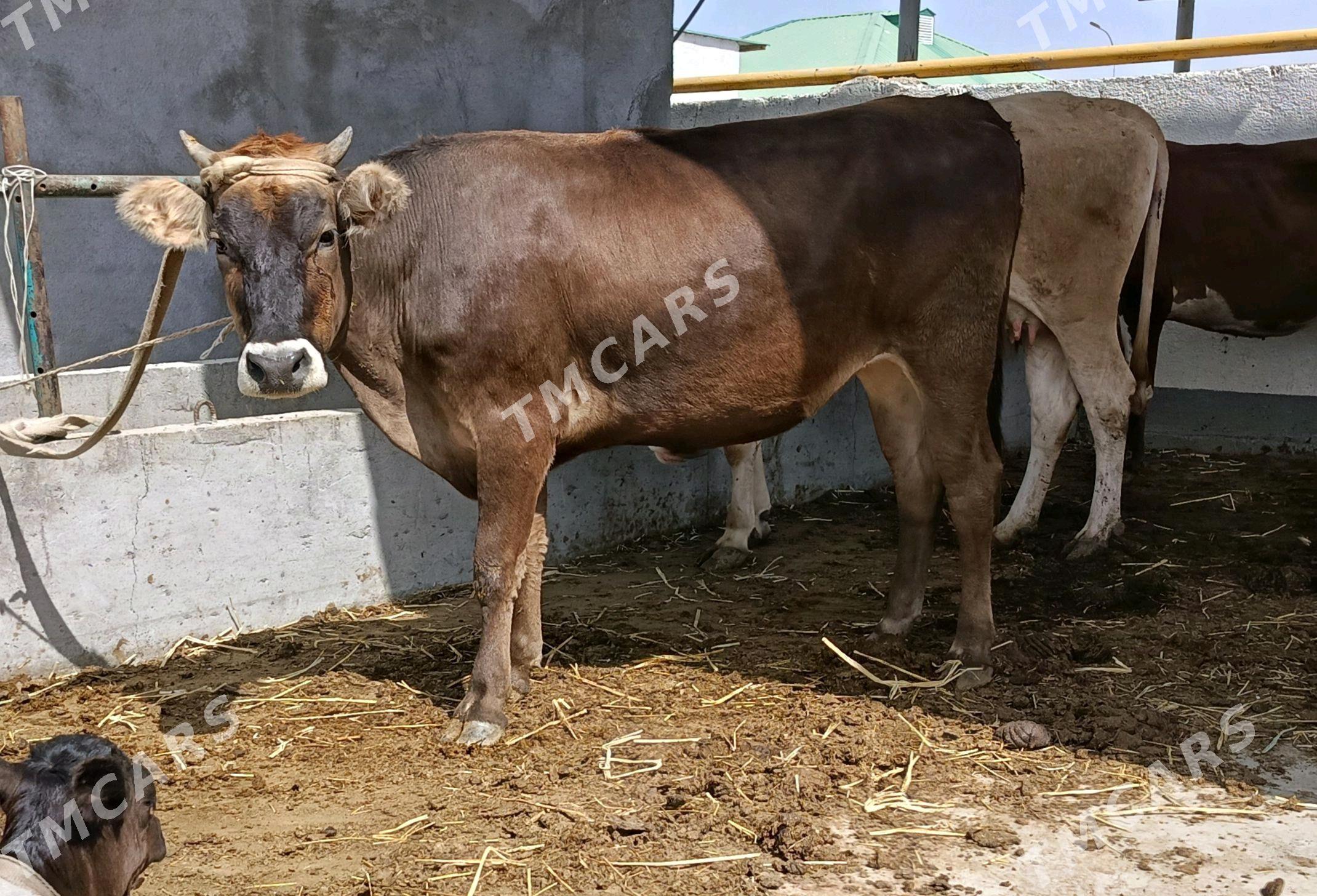 Tüwe semiz - Gökdepe - img 2