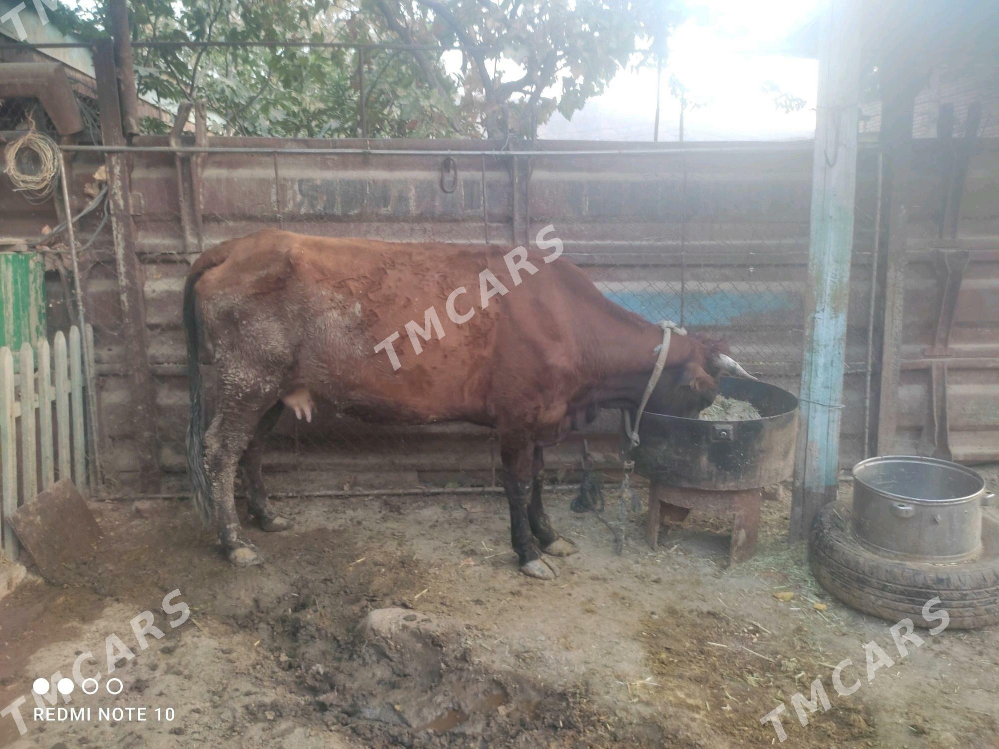 sygyr we okuzce - Bereket - img 3