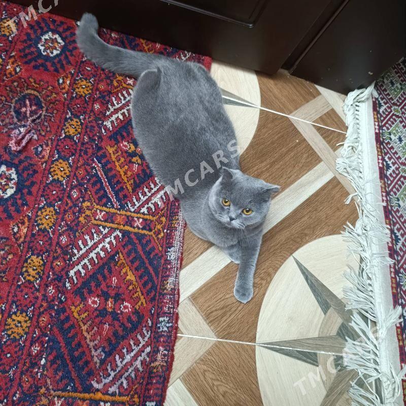 Котята вислоухие - ул. Чехова -  Элитки (А.Ниязов шаёлы) - img 4