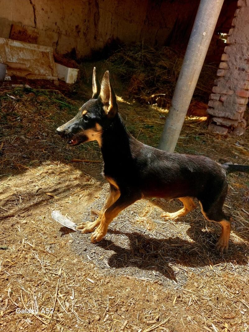Arassa awçarka - Kerki - img 2