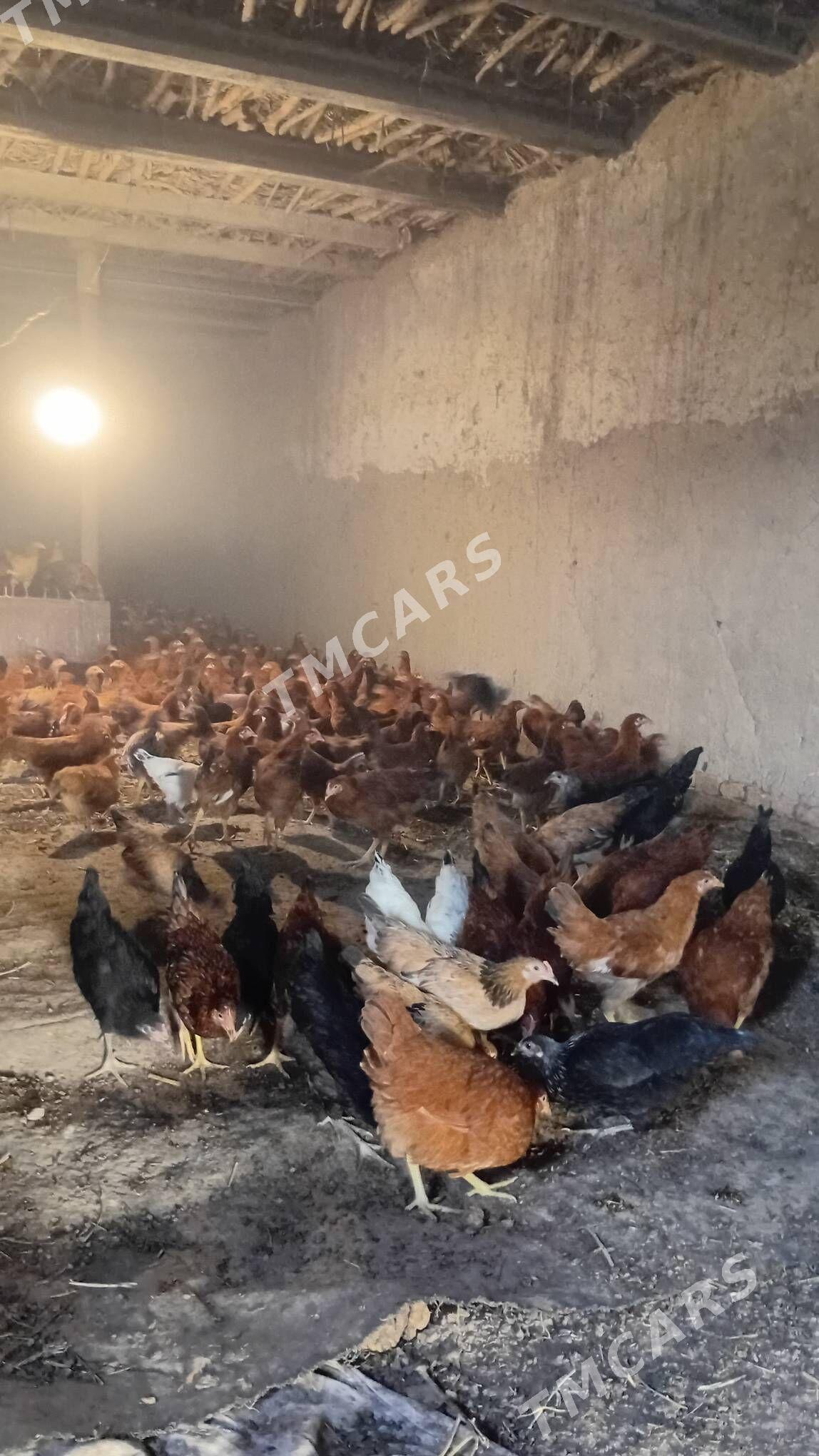 juyje towuk - Şabat etr. - img 2