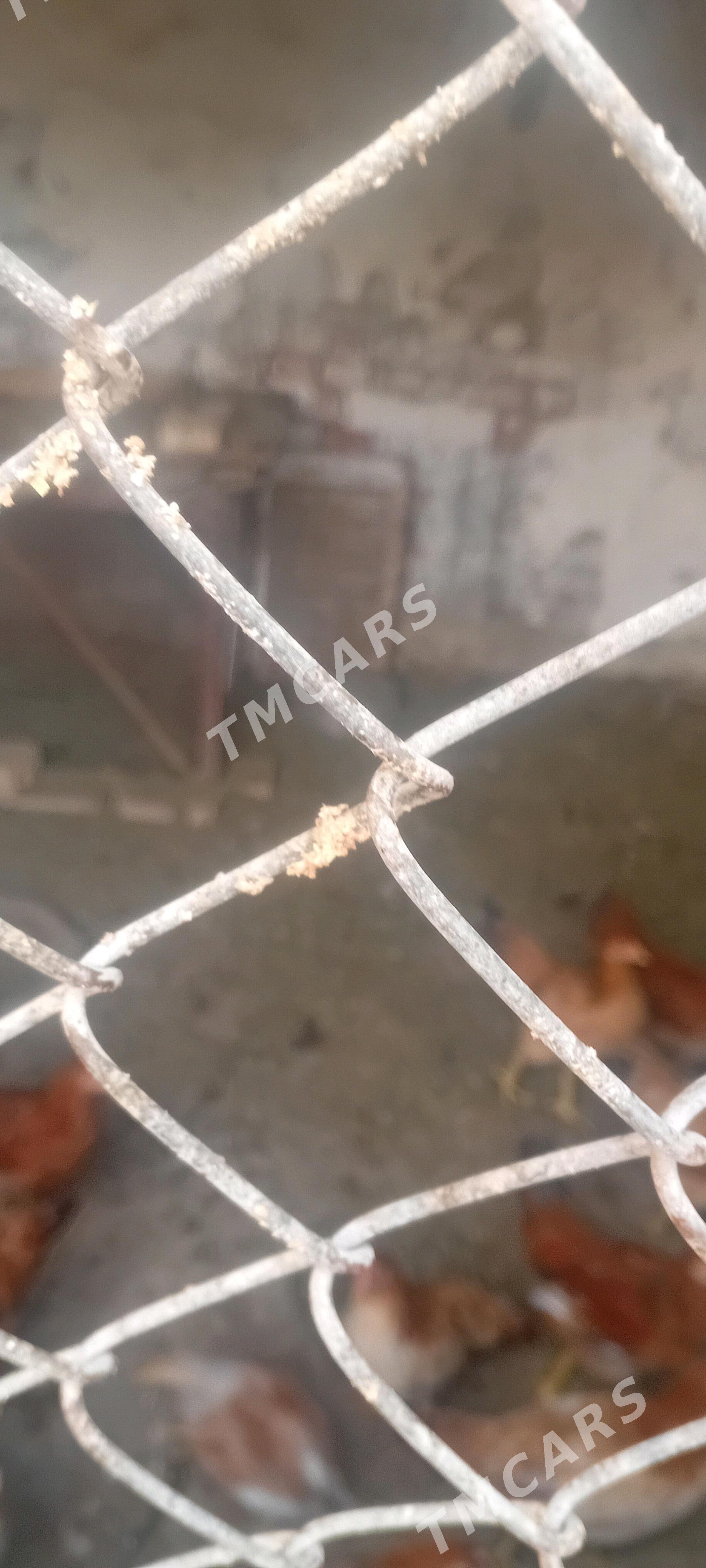 товук 8 ай болан - Bereket - img 2