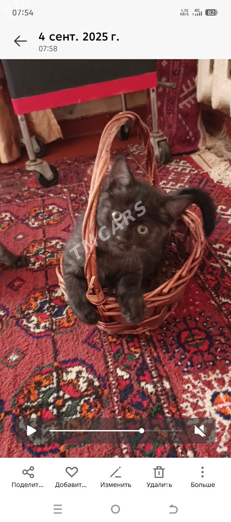 Шотландские котята - Дашогуз - img 2