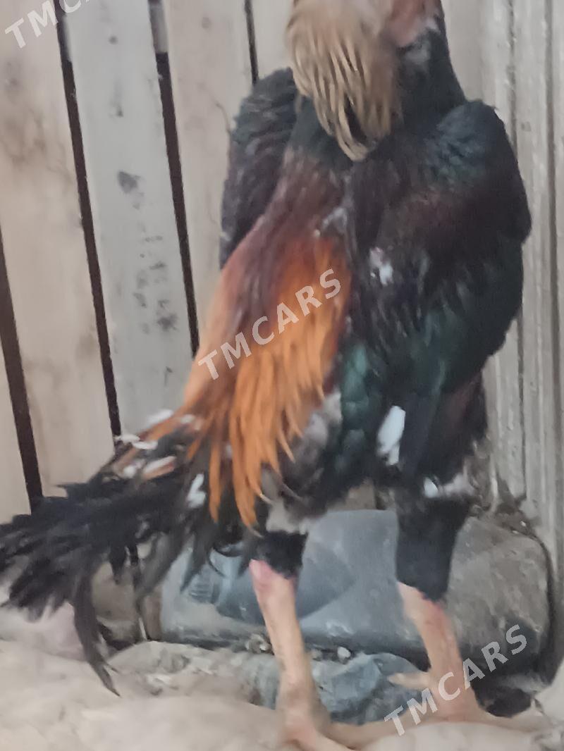 Taşkent horaz - Гёкдепе - img 2