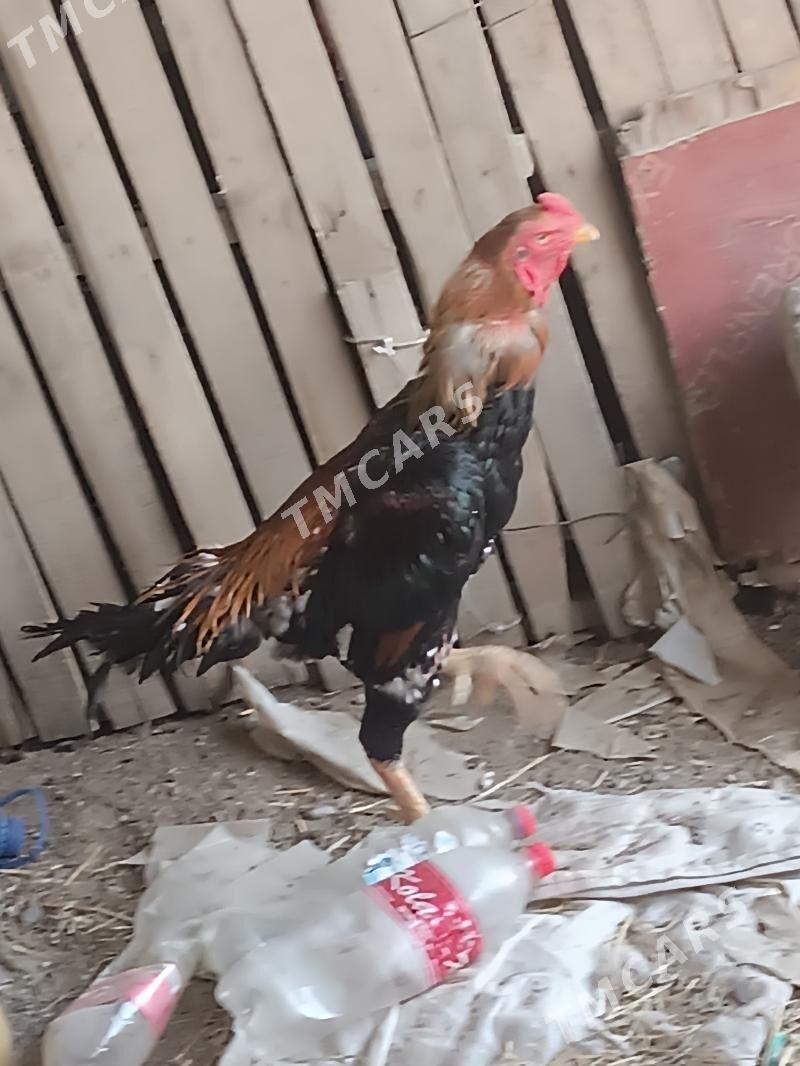 Taşkent horaz - Гёкдепе - img 5