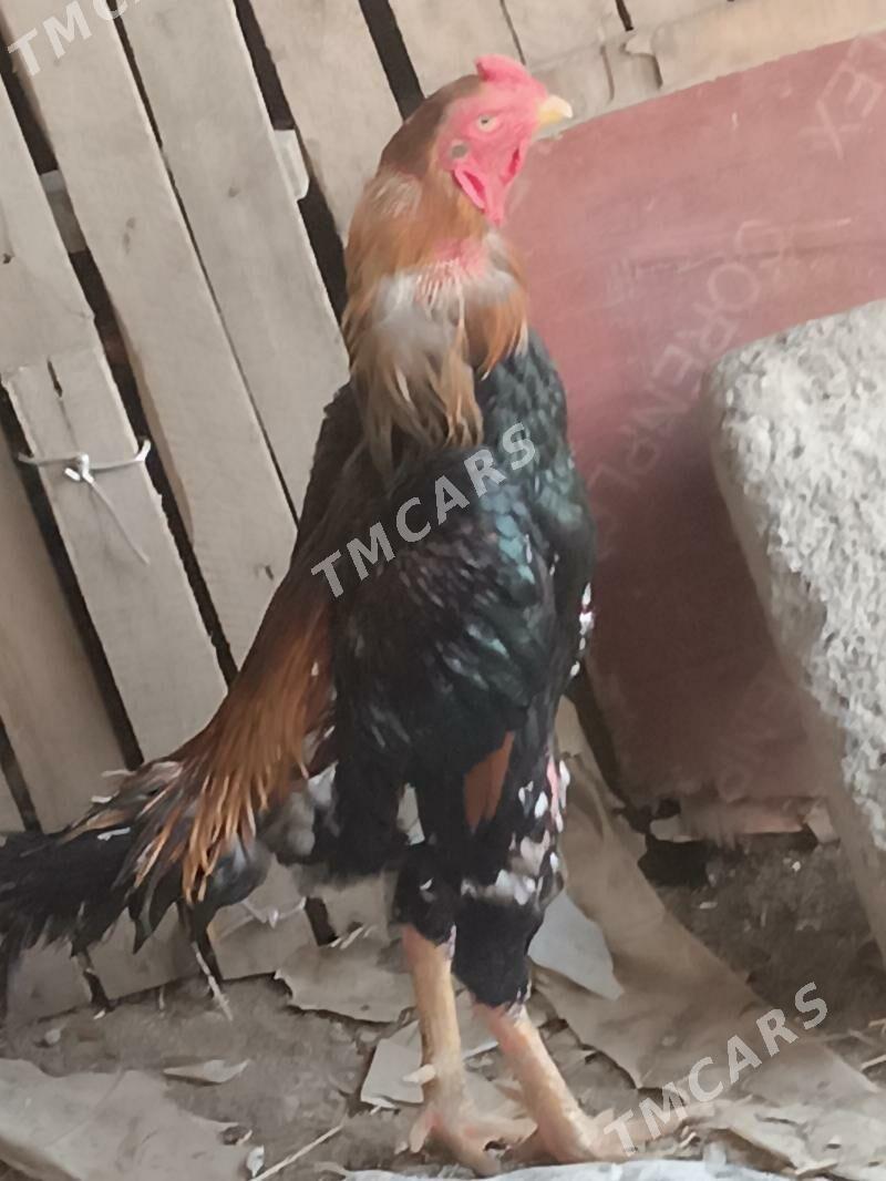 Taşkent horaz - Гёкдепе - img 3