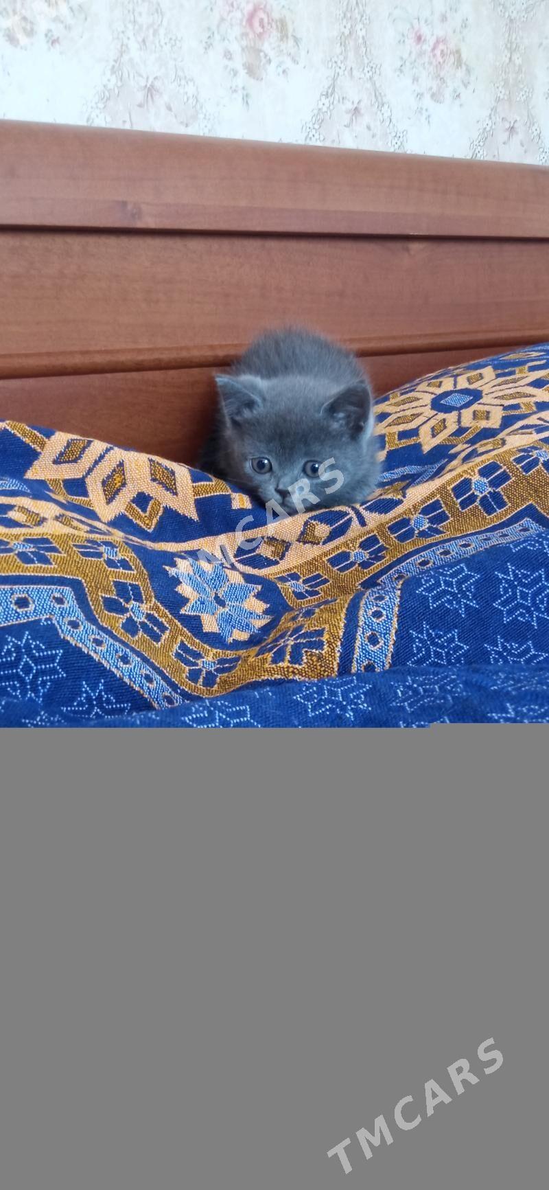 шотландские котята - Туркменбаши - img 2