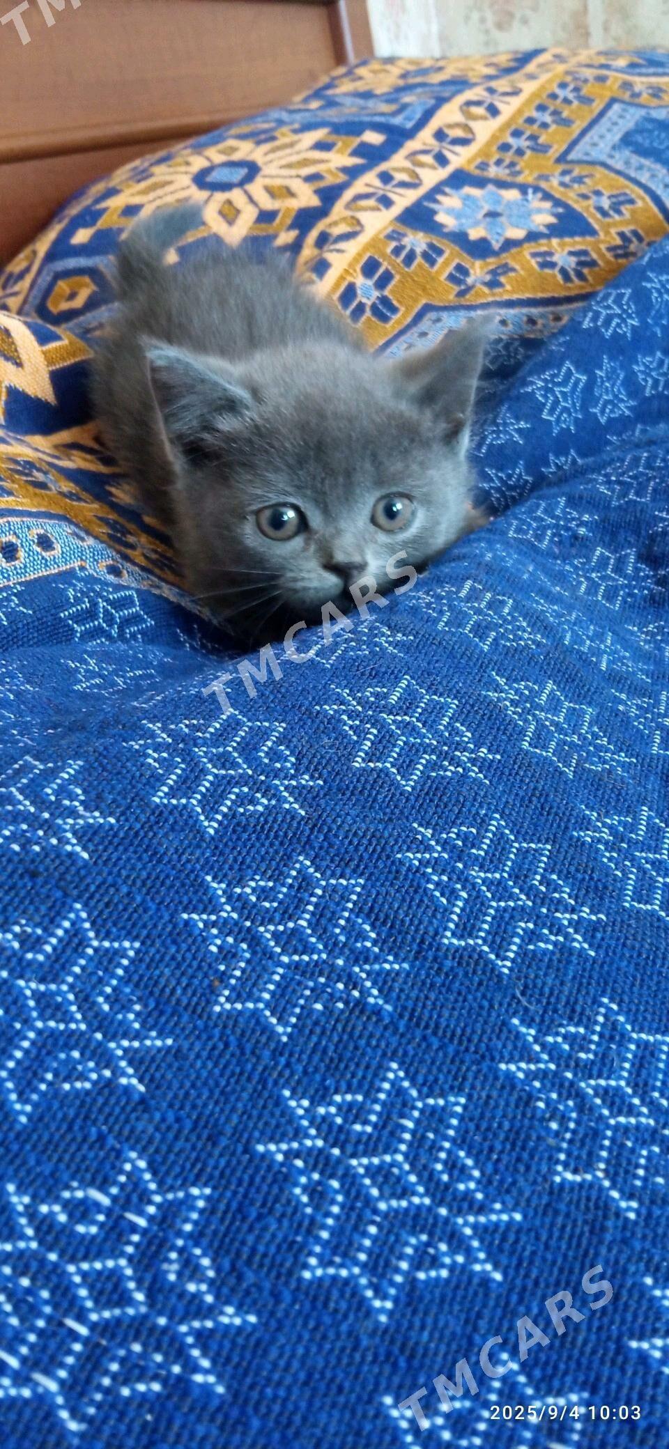 шотландские котята - Туркменбаши - img 4