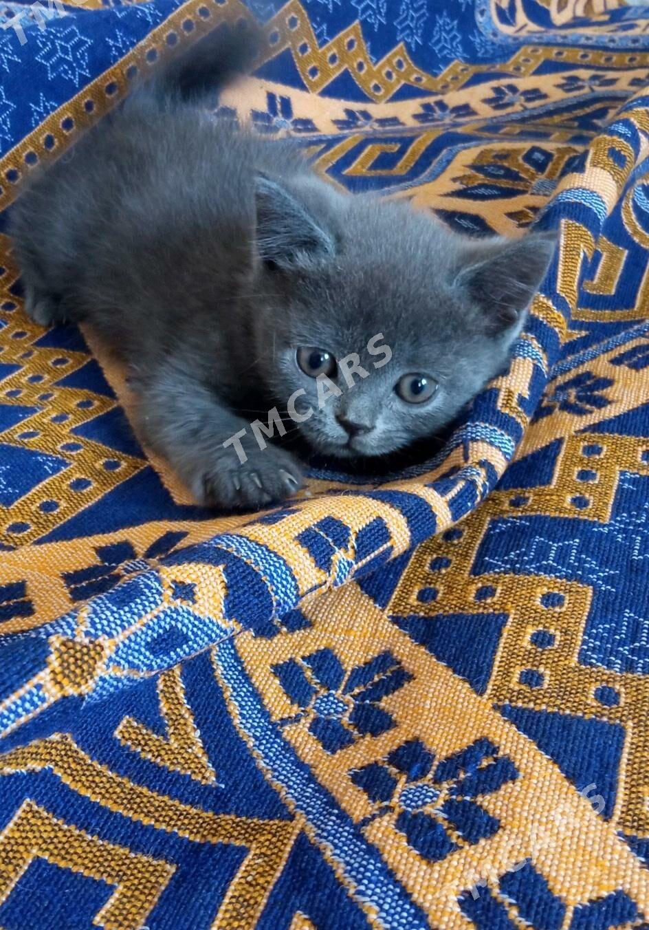 шотландские котята - Туркменбаши - img 5