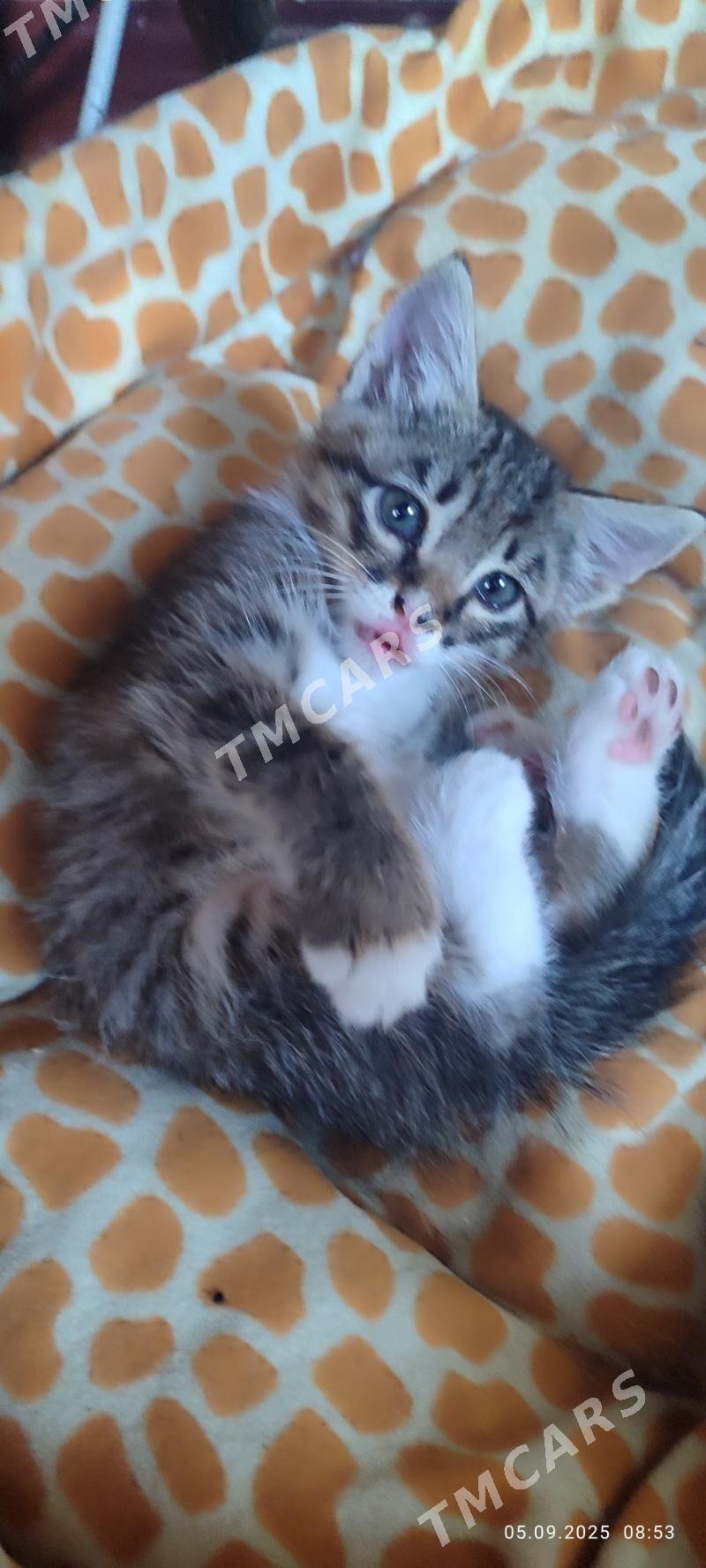 котенок - Türkmenabat - img 2
