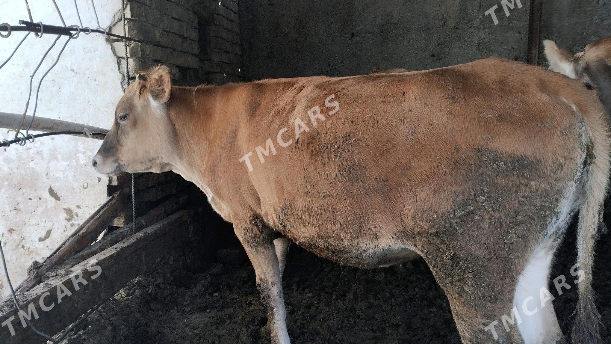 tuwe - Ашхабад - img 2