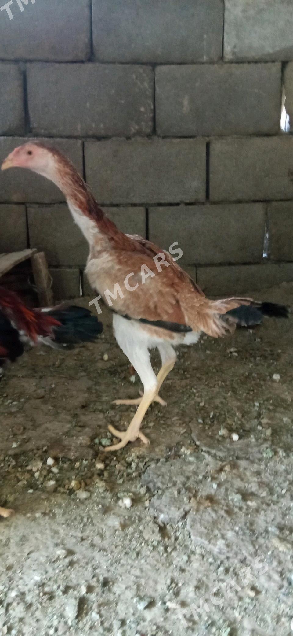 taşkent măki - Büzmeýin - img 3