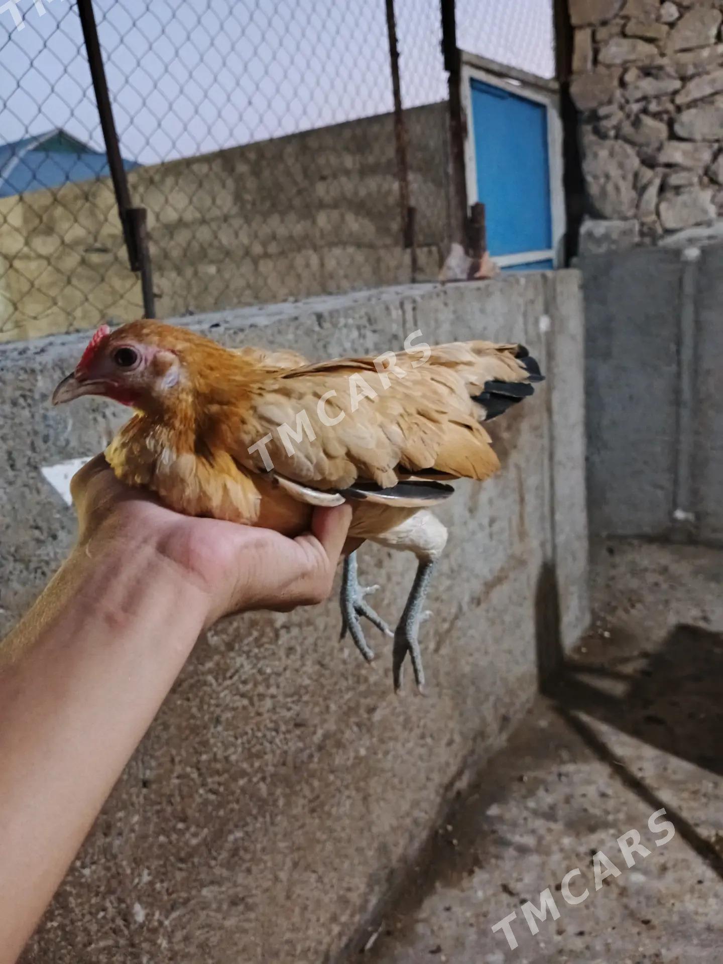 karlik pirastoy - Aşgabat - img 3
