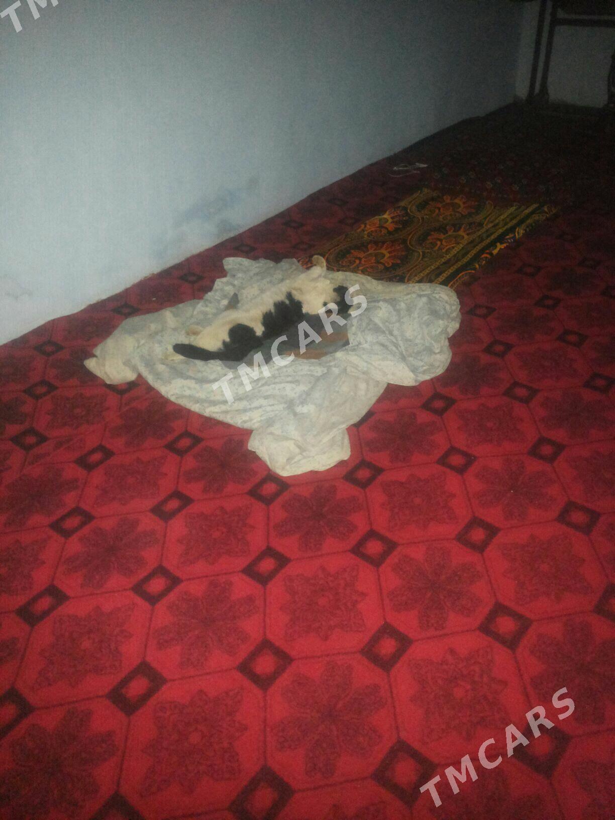 MURKAM - Дашогуз - img 2