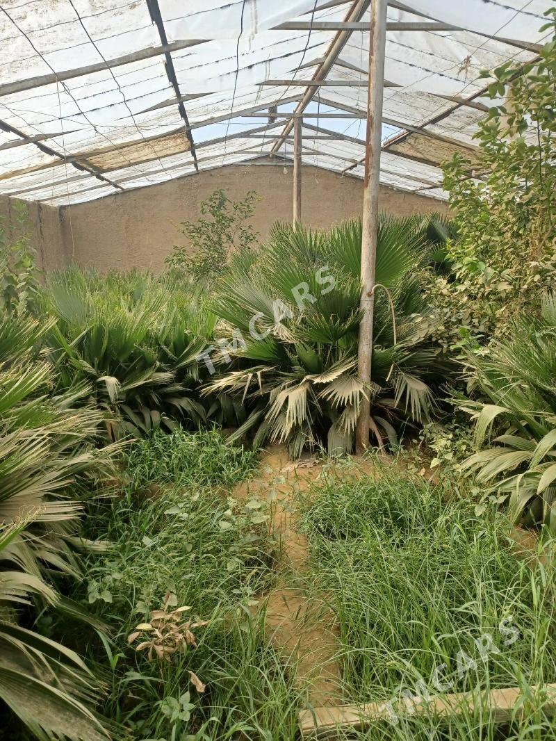 palma - Aşgabat - img 3