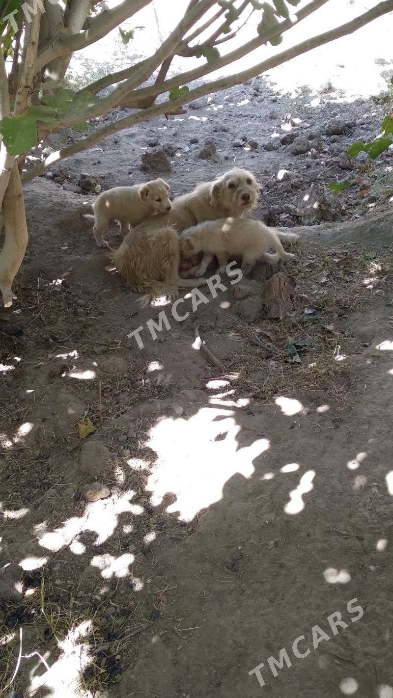 добрый руки 4 девачки одадим - Türkmenabat - img 4