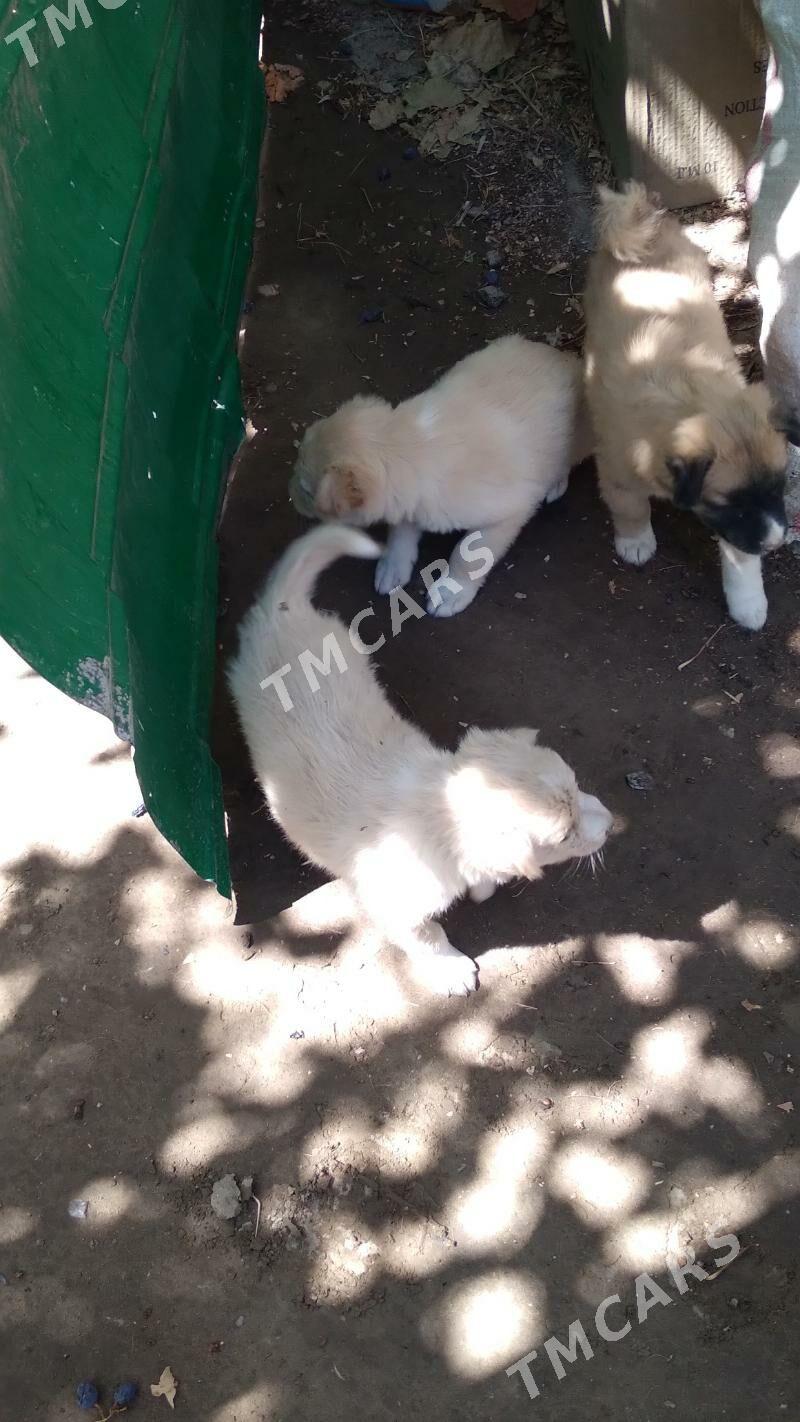 добрый руки 4 девачки одадим - Türkmenabat - img 3